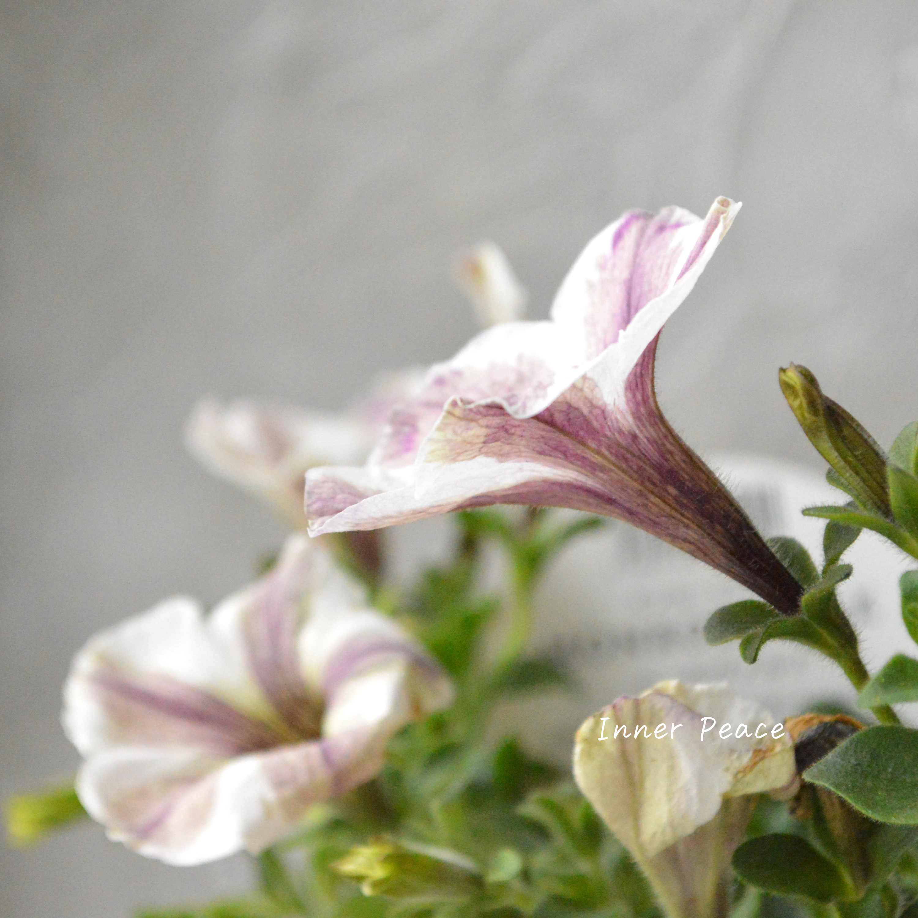 【花芳さんオリジナル】 ペチュニア 『モンローウォーク・ベールヴァルド』 3.5寸POT