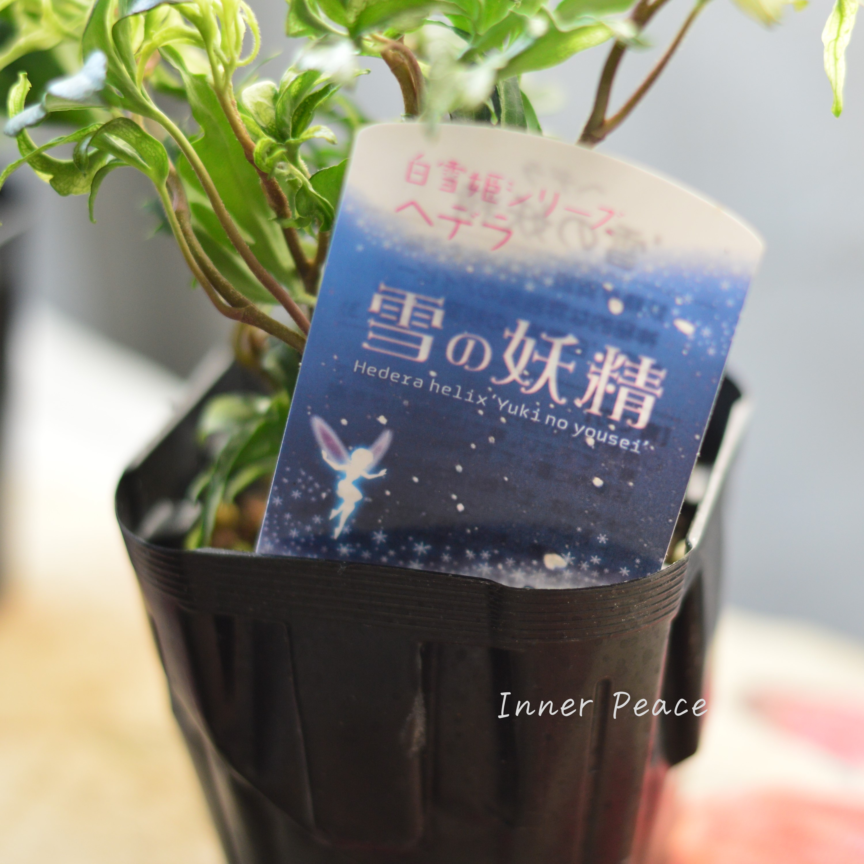 【希少】 ヘデラ 『雪の妖精』 3寸POT