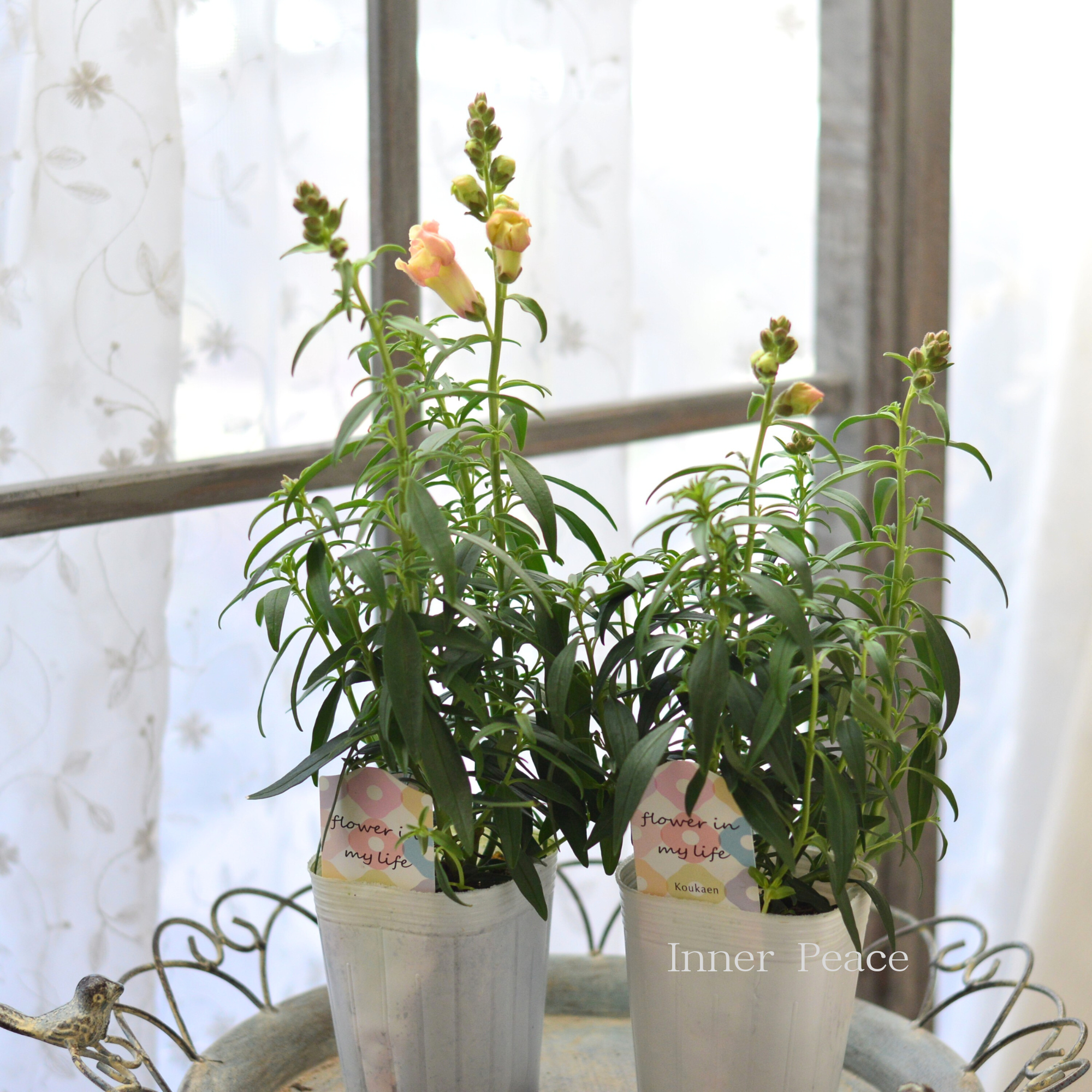 【かわいい】 キンギョソウ・トゥイニー 『ピーチ』 3寸ロングPOT