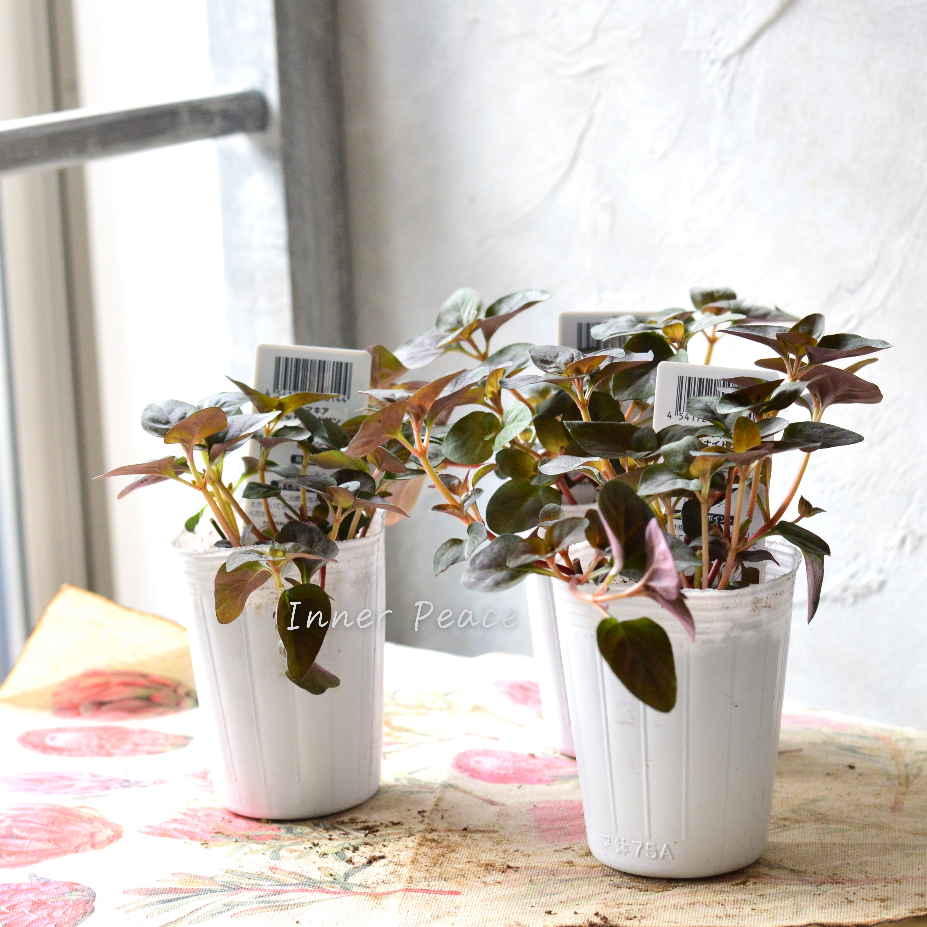 【オシャレ】 リシマキア 『ミッドナイトサン』 2.5~3寸POT