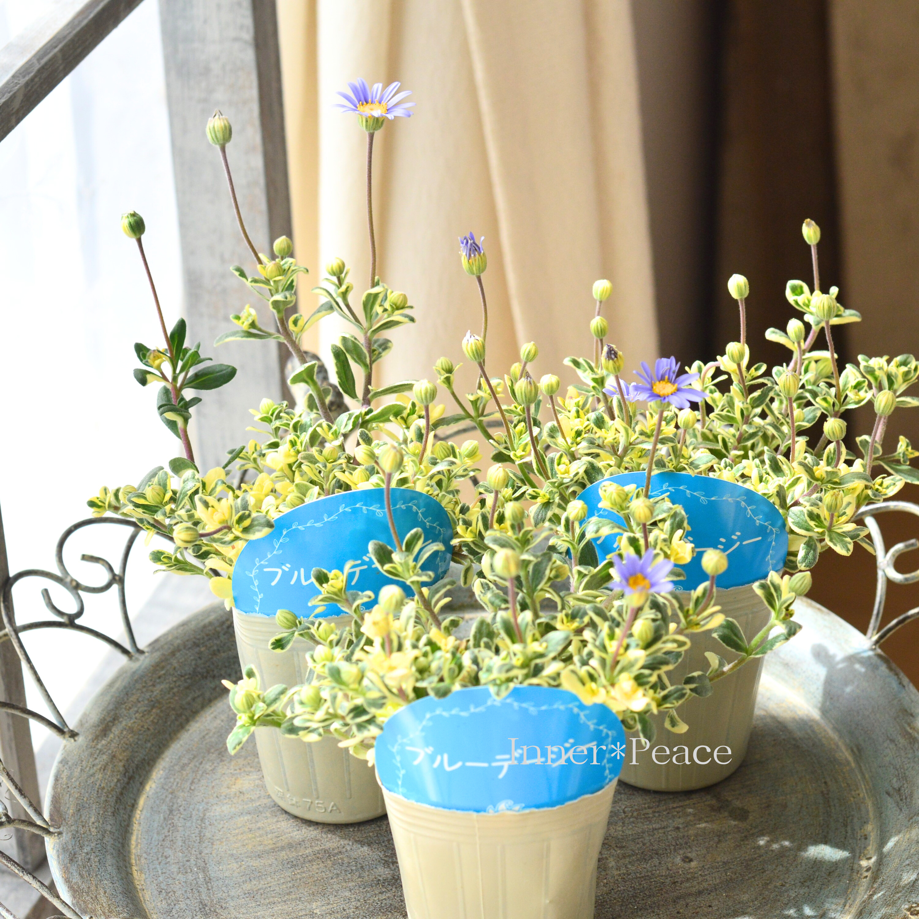 【斑入り】 ブルーデージー 2.5寸ロングPOT