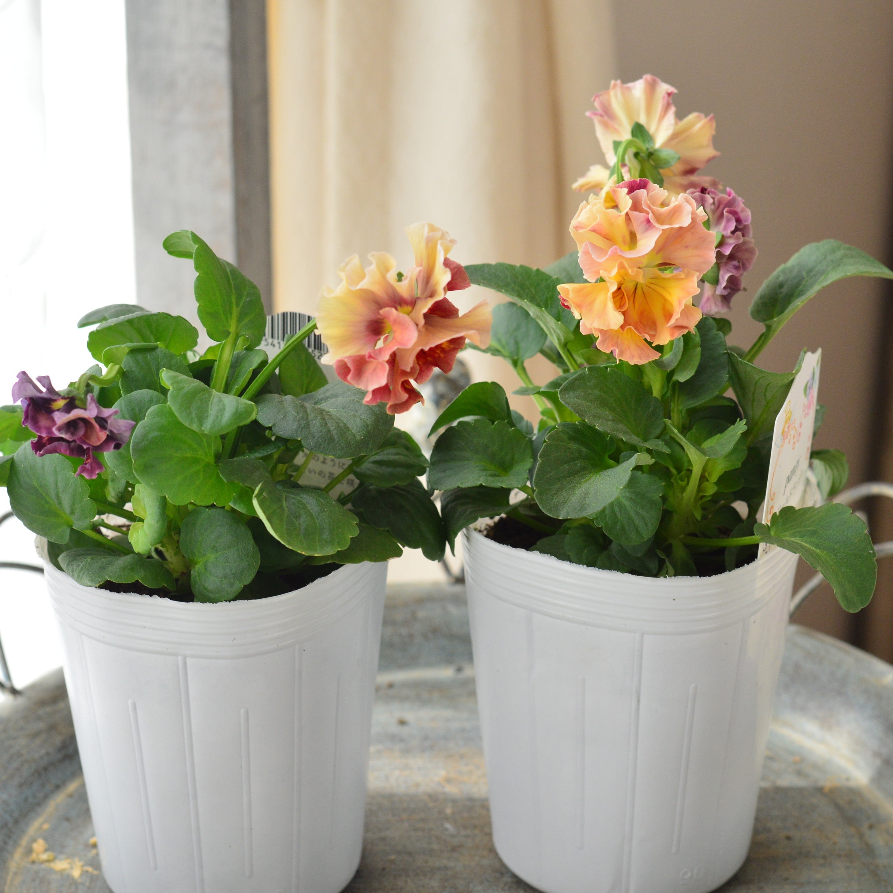 【松原園芸さん】 パンジー 『スリールドランジュ・オレンジクリーム×レッド系』 3寸POT