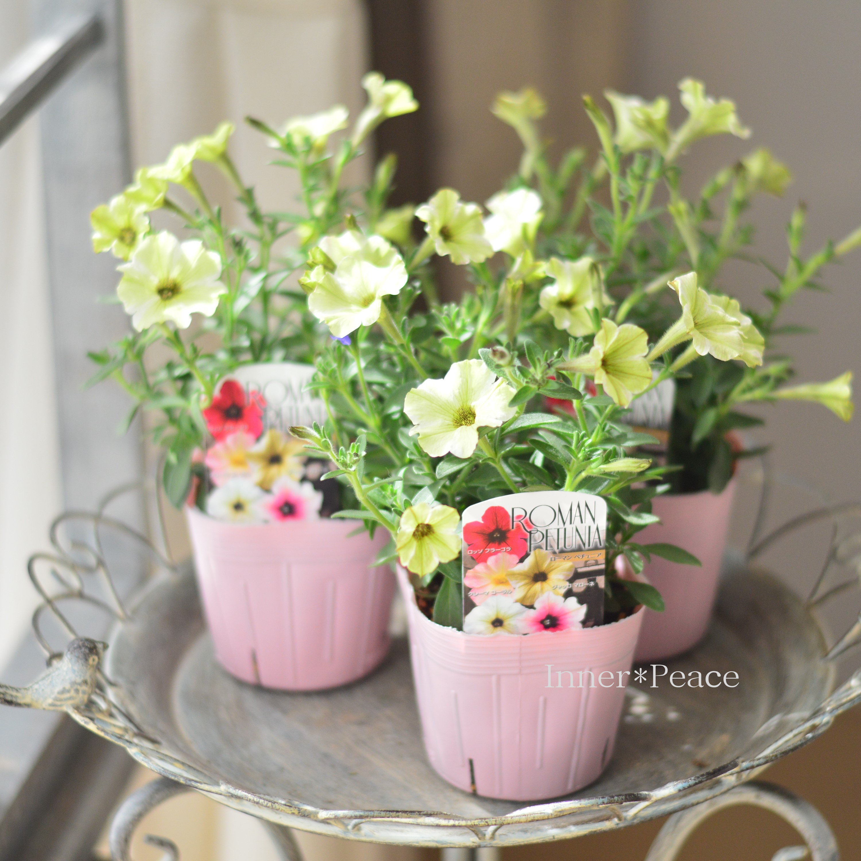 【桂楓園さんオリジナル】 ペチュニア 『ローマンペチュニア・ジャッロマローネ』 3.5寸POT