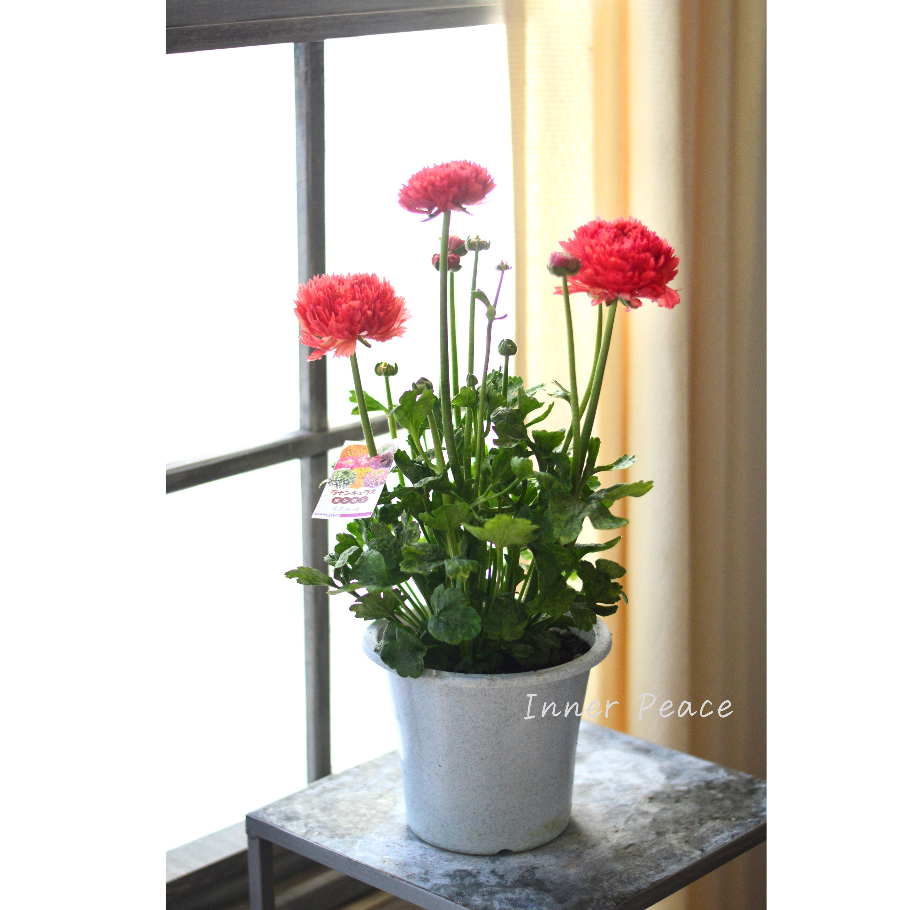 【希少】 ラナンキュラス・ポンポン 『ミネルバ』 5号鉢