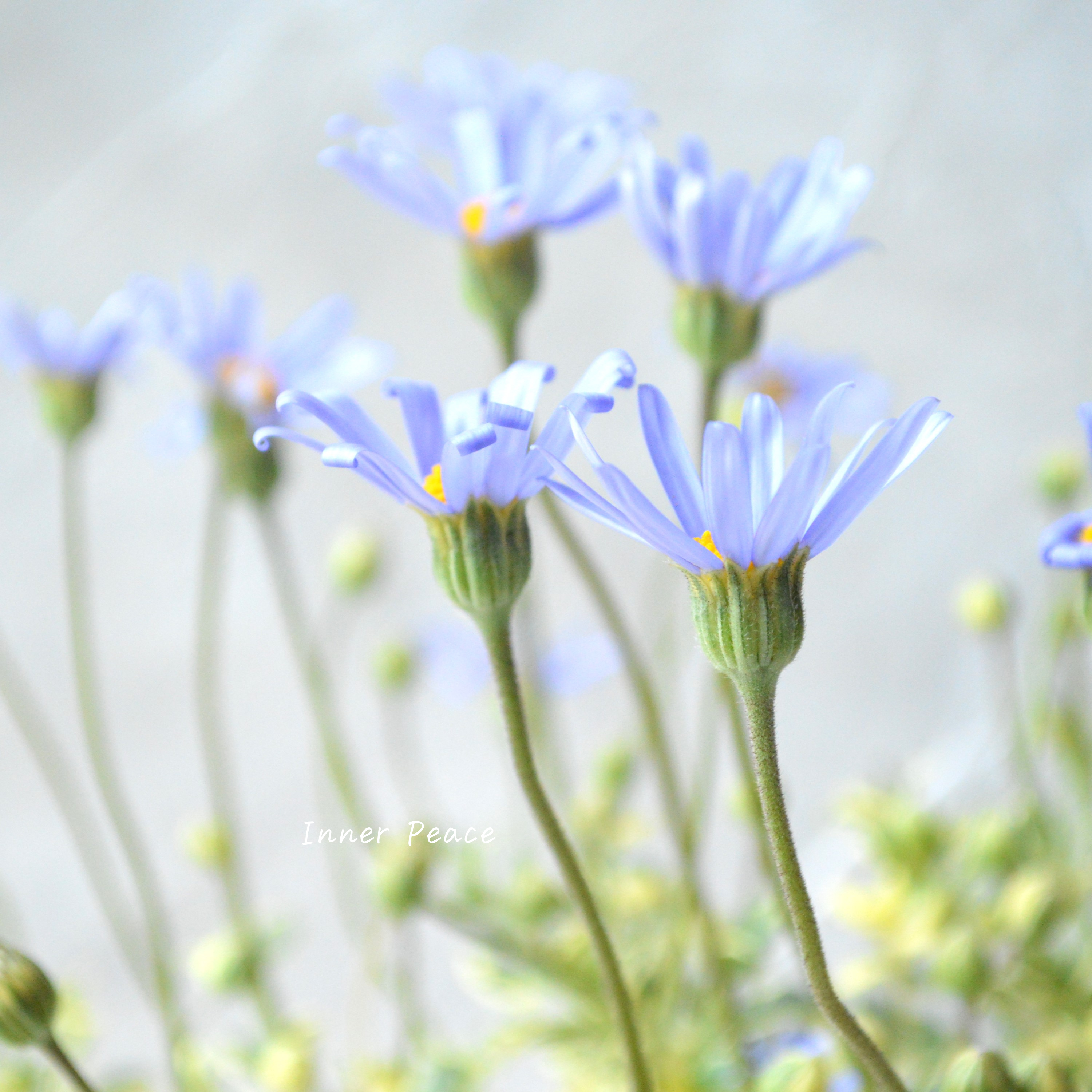 【斑入り】 ブルーデージー 『カシオペア』 3号POT