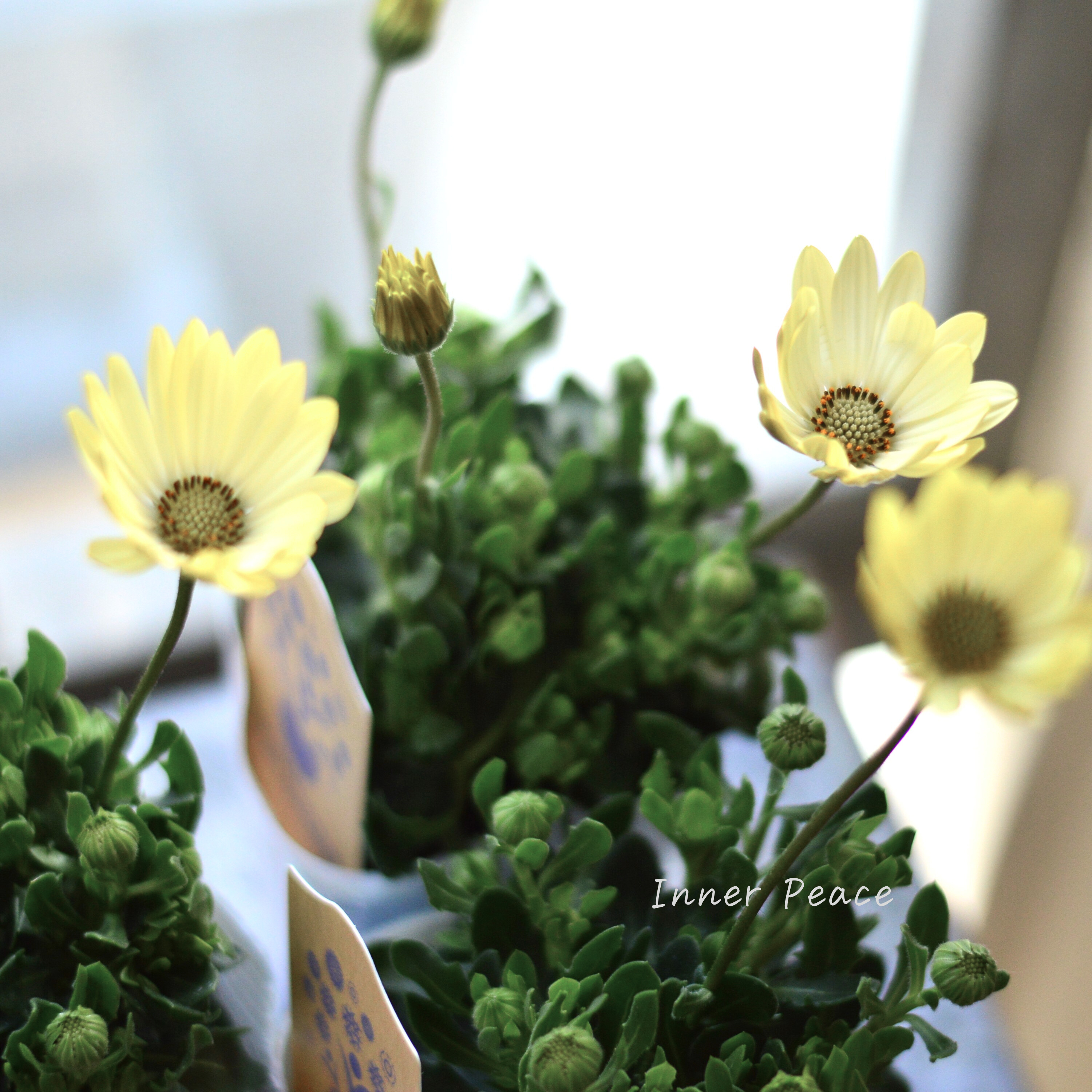 【希少】 ナラフラさんのオステオスペルマム クリームイエロー系 3寸ロングPOT