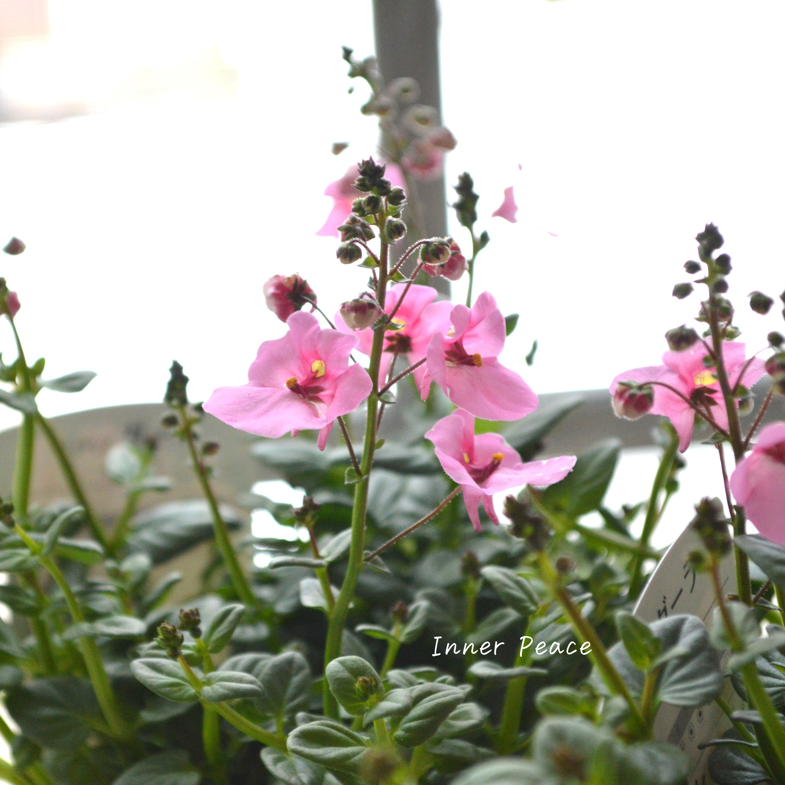 【かわいい】 ディアスシア 『ライトピンク』 3.5寸POT