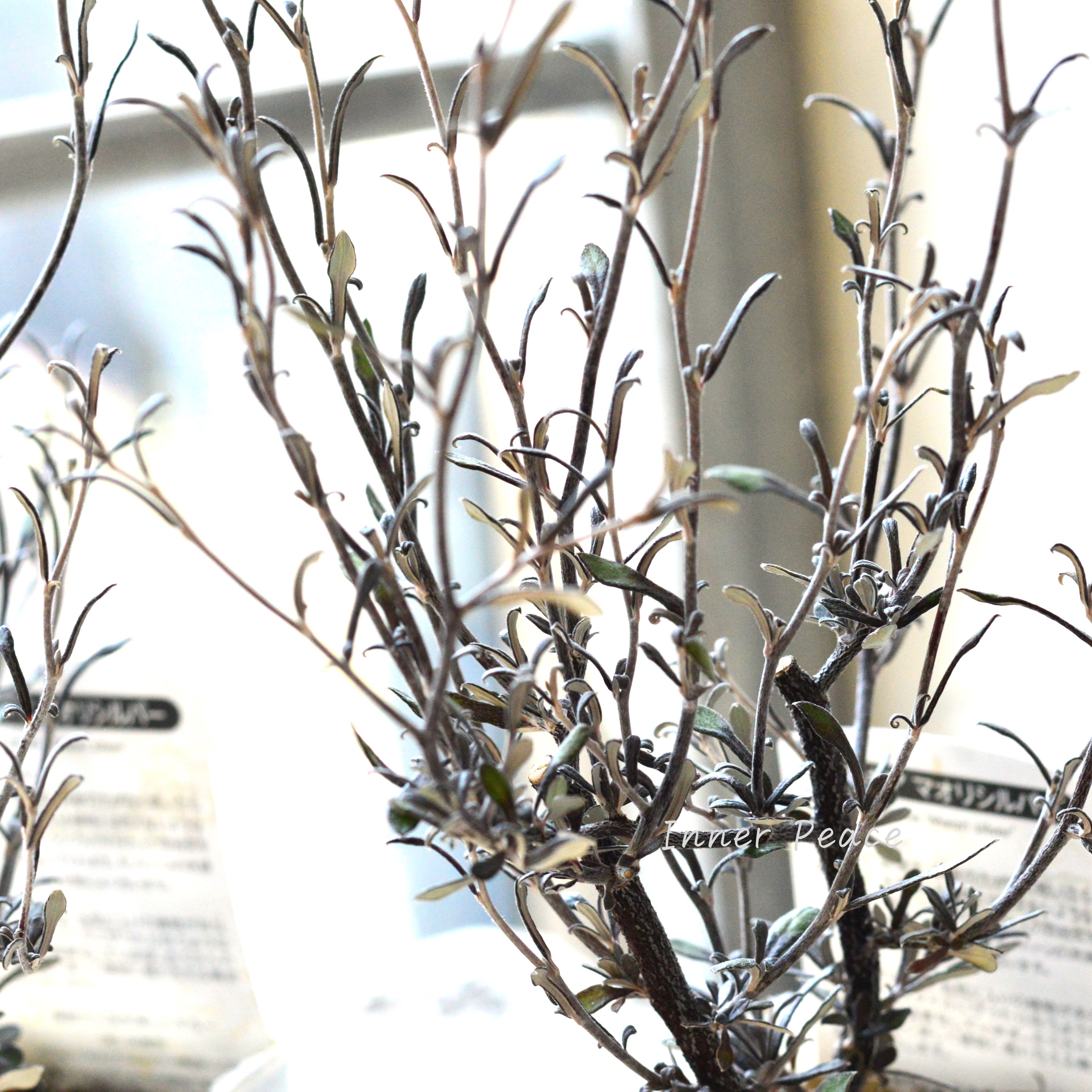 【オシャレ】 コロキア 『マオリシルバー』 3寸POT