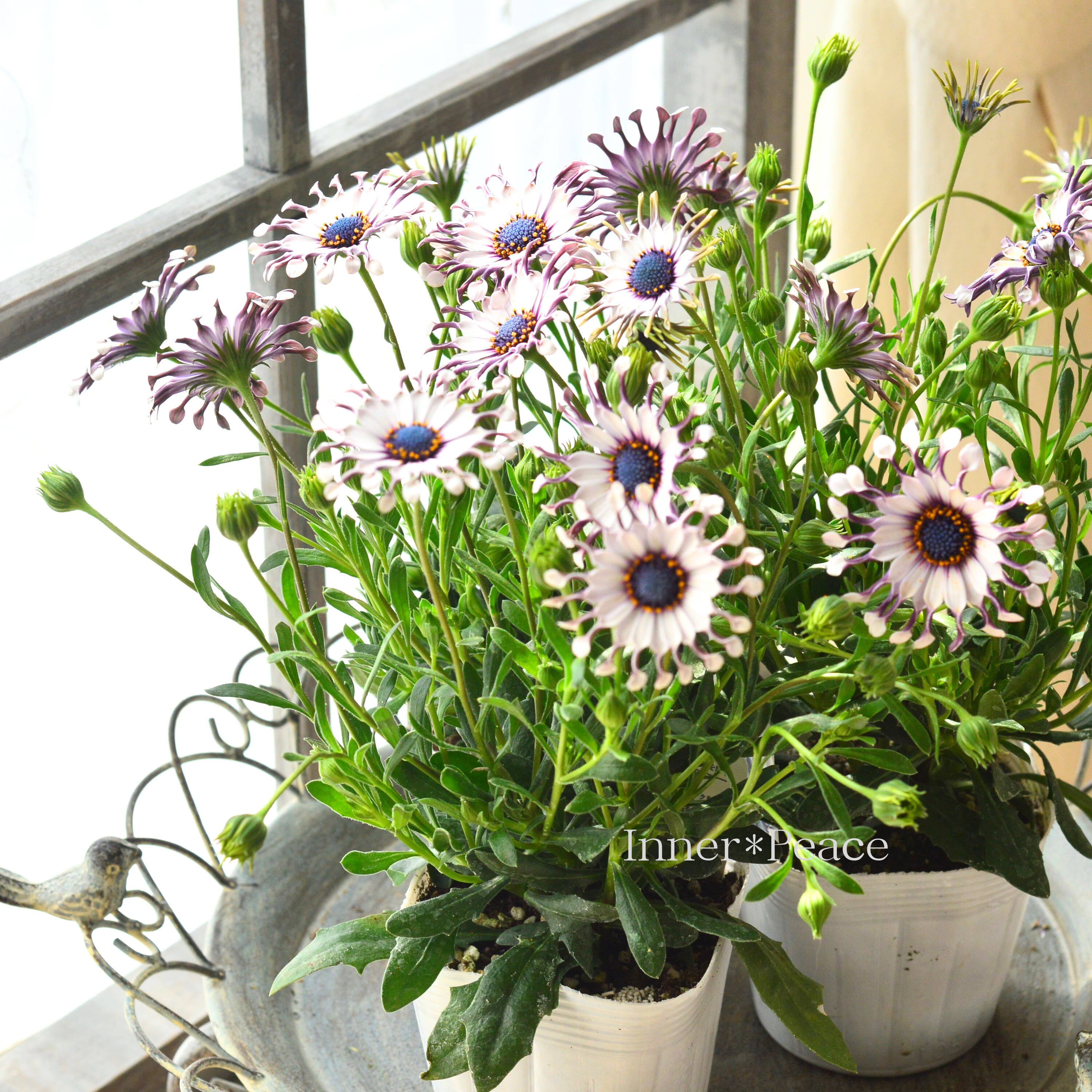 【個性的】 オステオスペルマム 『サニー・フィリップ』 3.5寸POT