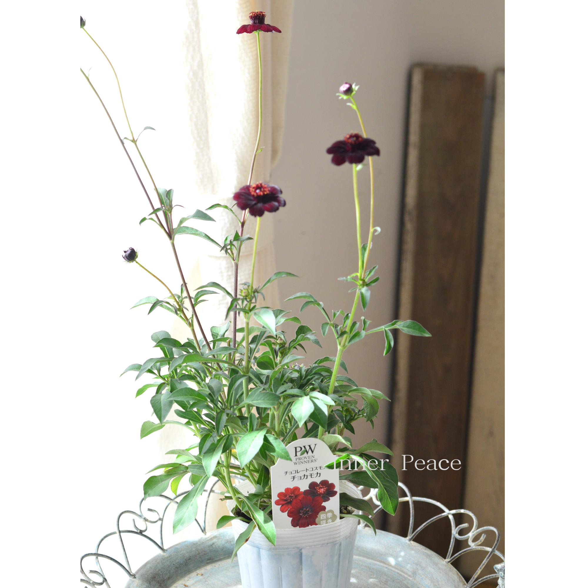 【美しい】 チョコレートコスモス 『チョカモカ』 3.5寸ロングPOT
