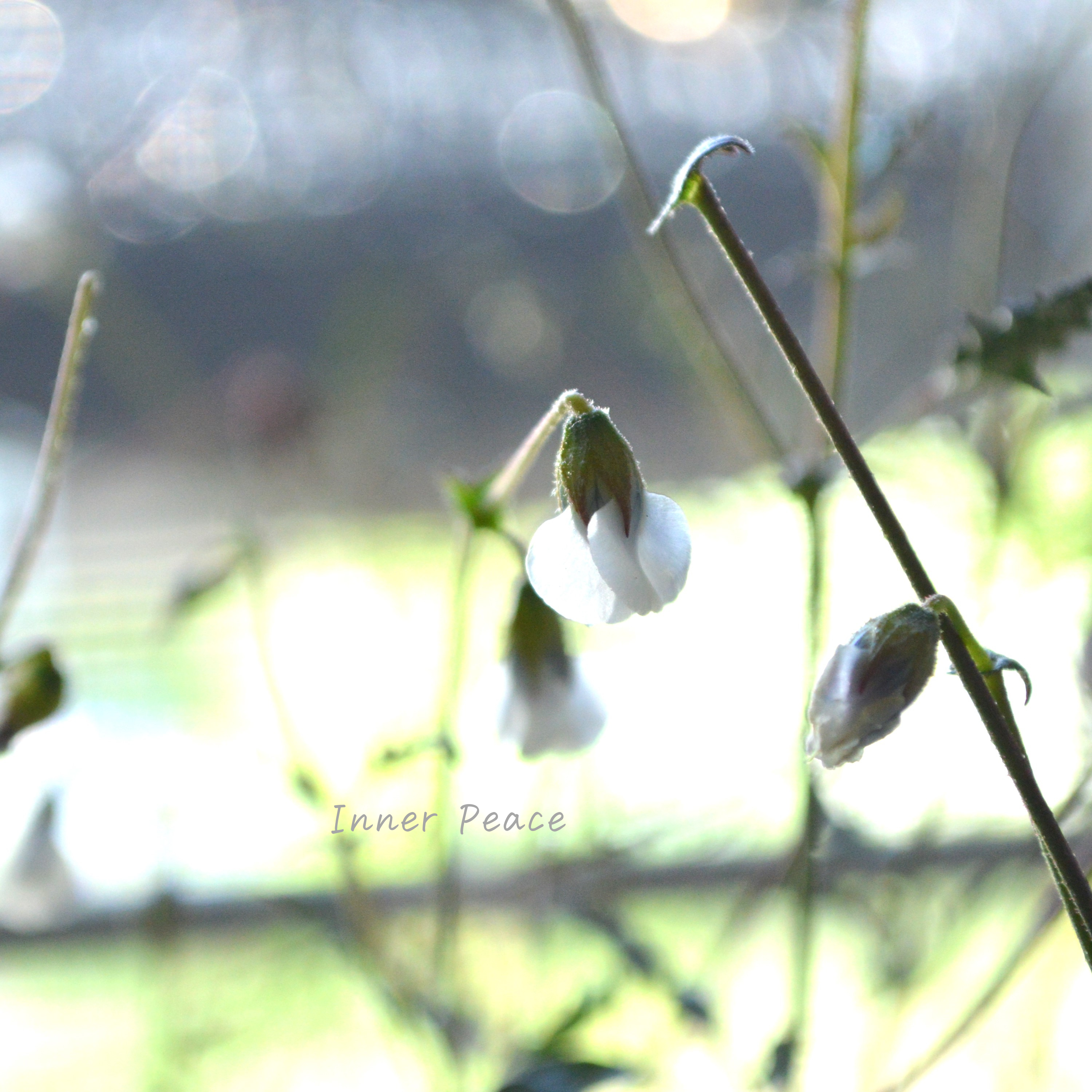 Sale! 【個性的】 ハーマニアコッコカーパ 3寸POT