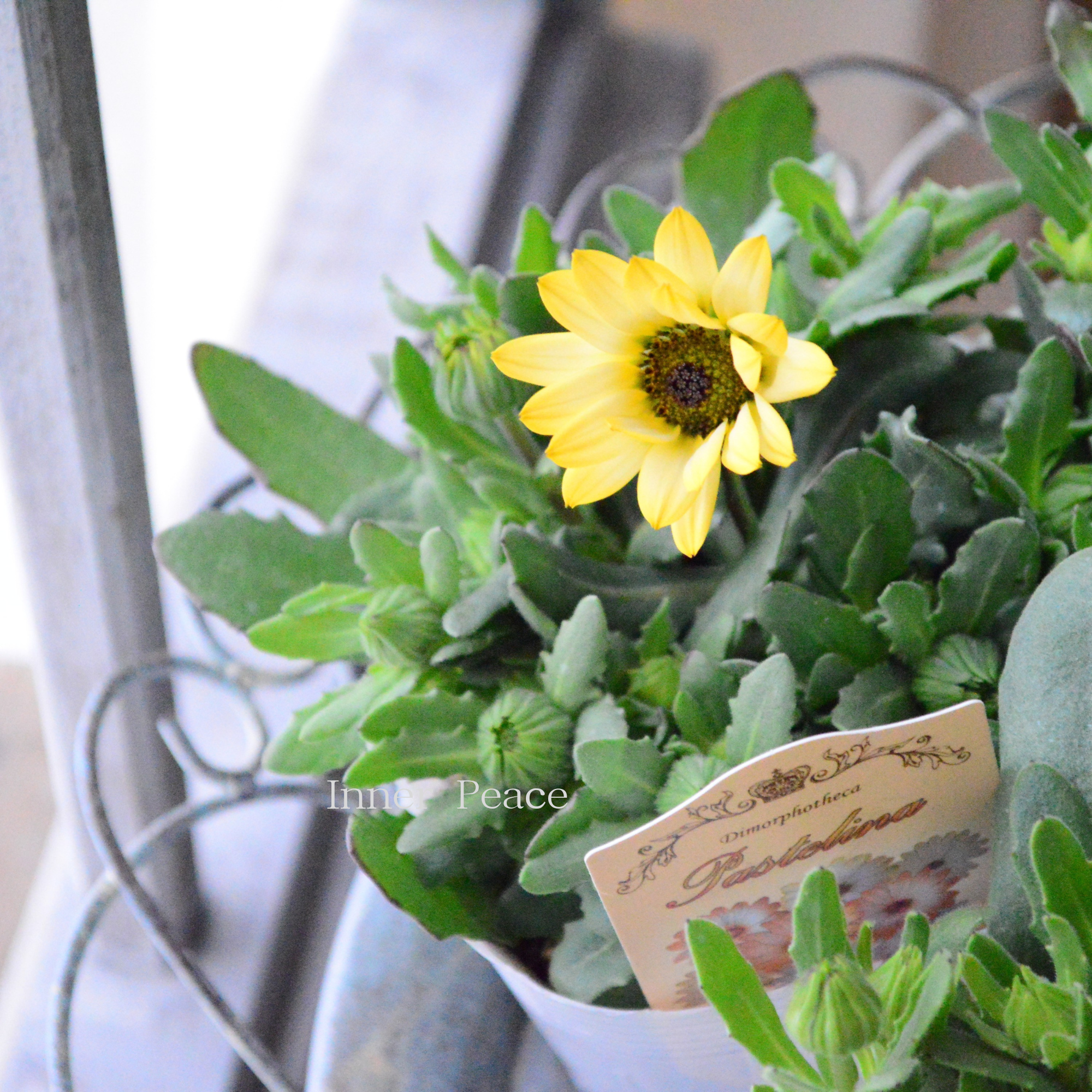 【春色】 ディモルフォセカ 『パステリーナ・イエロー系』 3.5寸POT