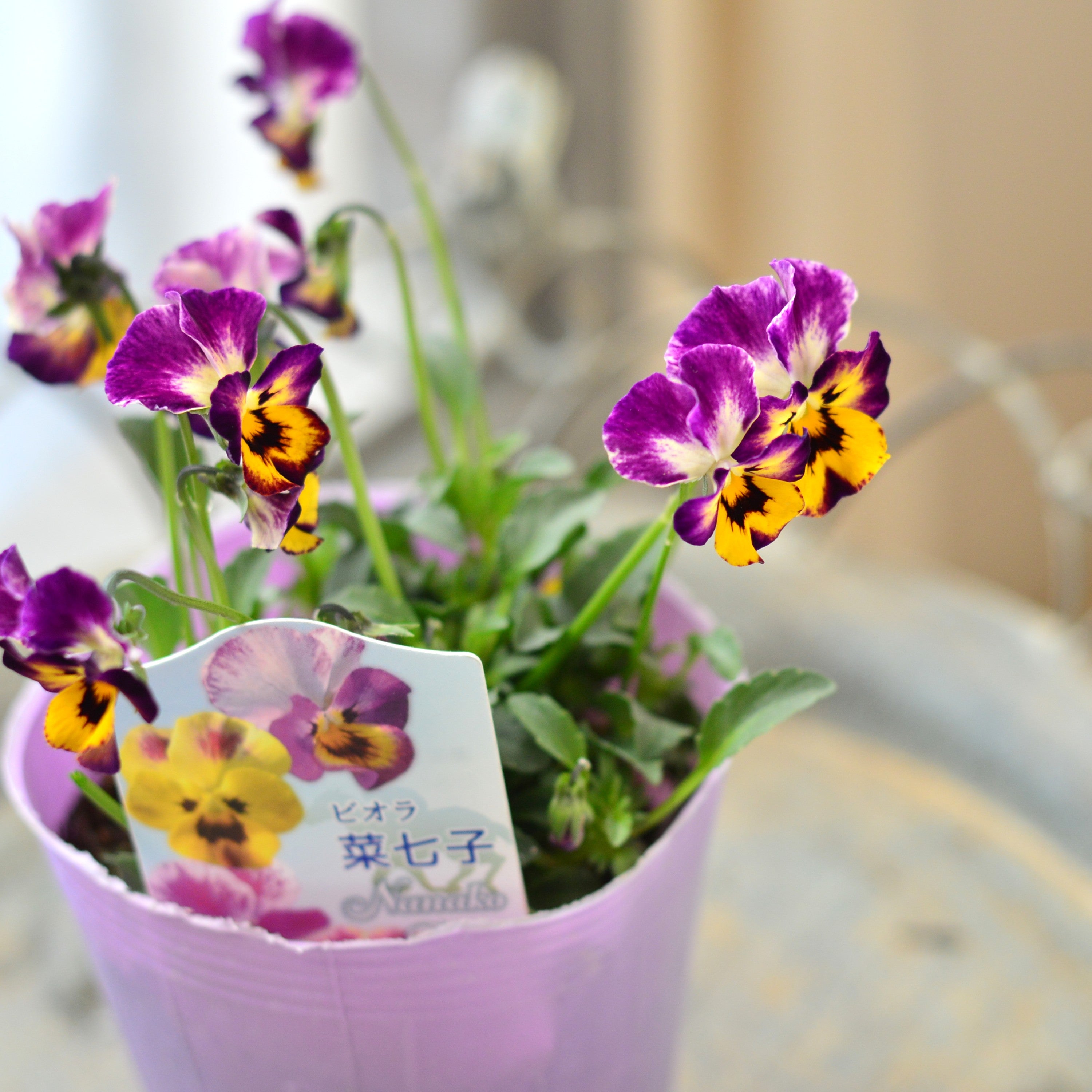 【花夢園芸さん】 ビオラ 『菜七子』 3寸ロングPOT