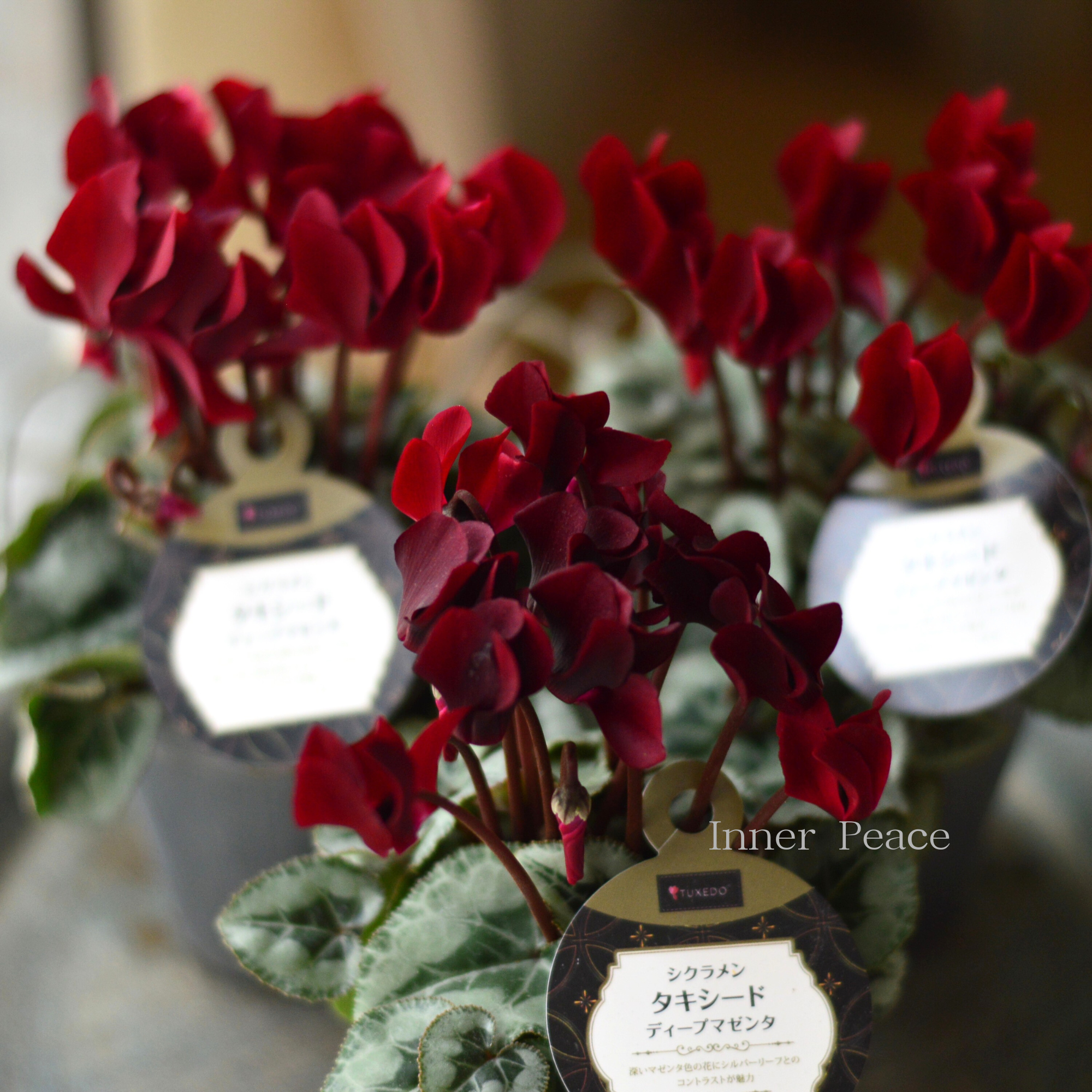 【オシャレ】 シクラメン 『タキシード・ディープマゼンタ』 2.5寸ロングPOT