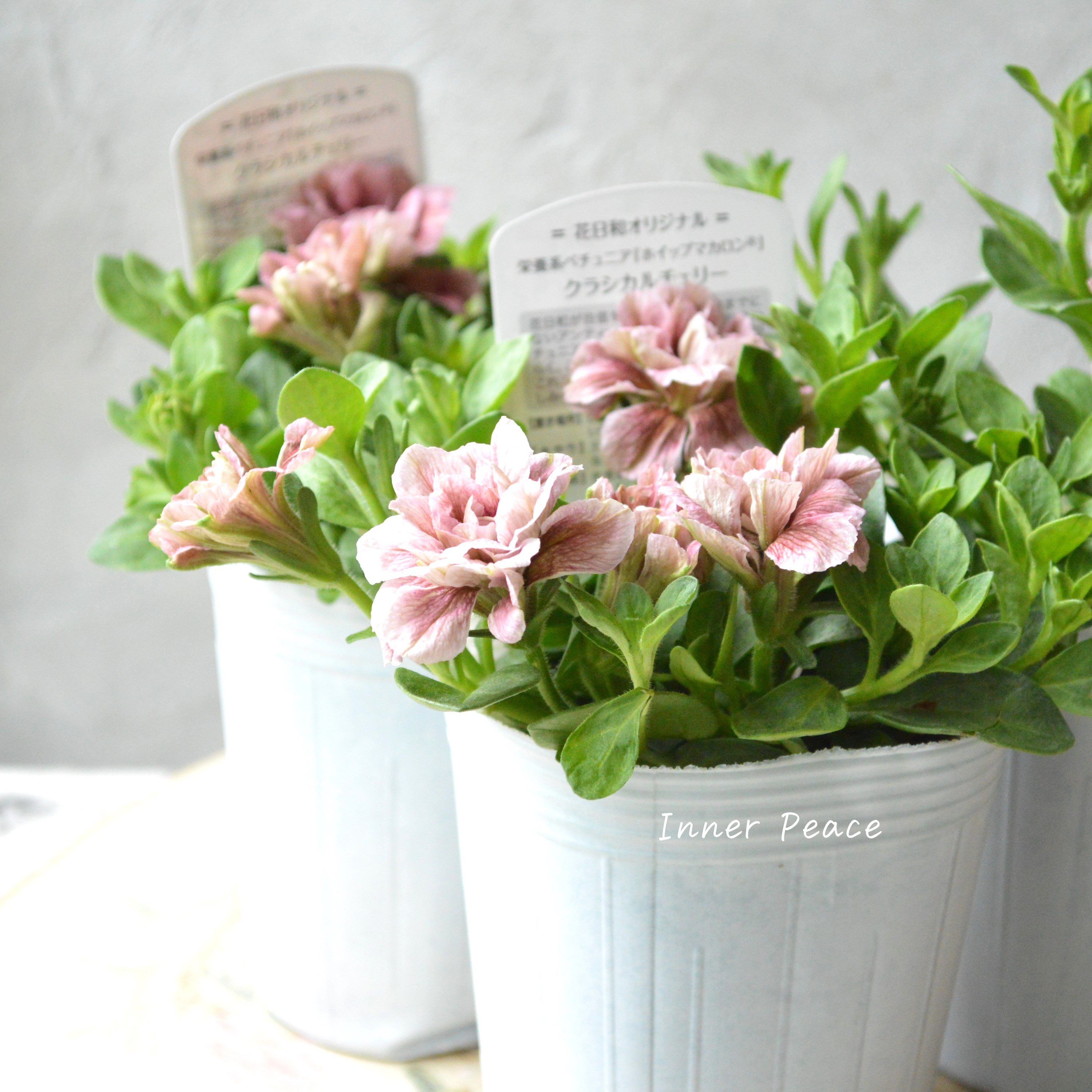 【花日和さんオリジナル】 ペチュニア 『ホイップマカロン・クラシカルチェリー』 3寸ロングPOT