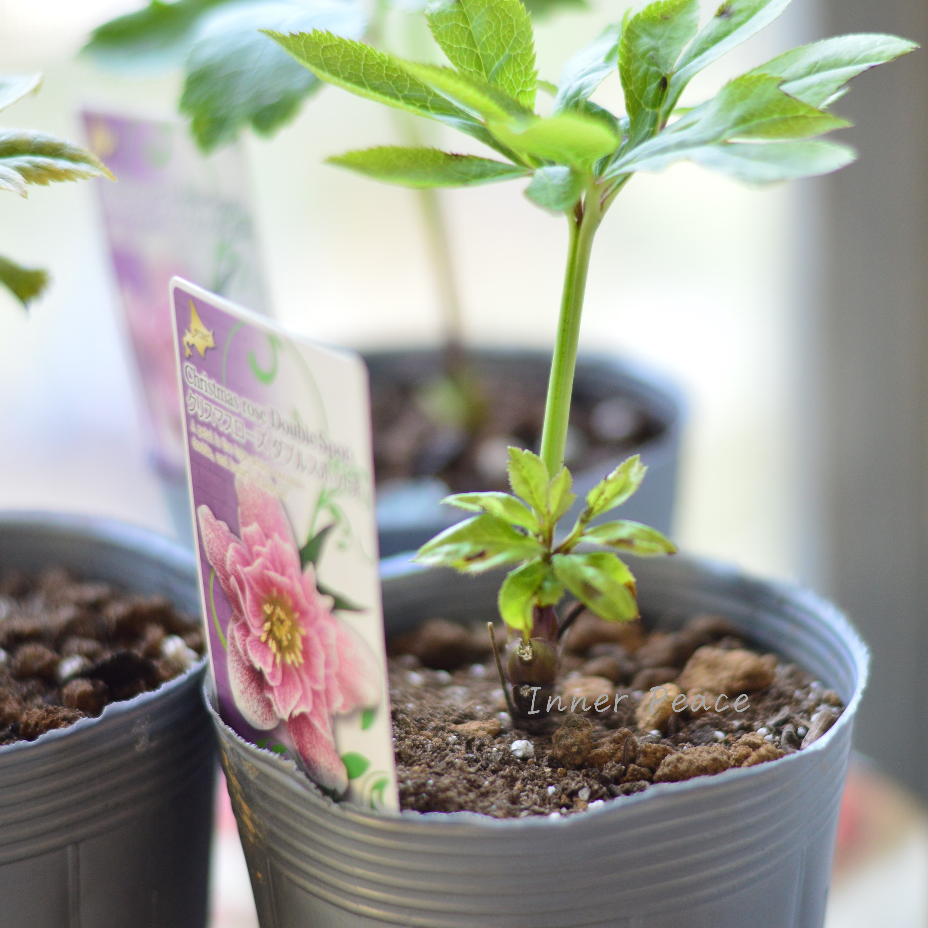 【八重咲き】 クリスマスローズ 『ダブルスポット系』 3.5寸ロングPOT