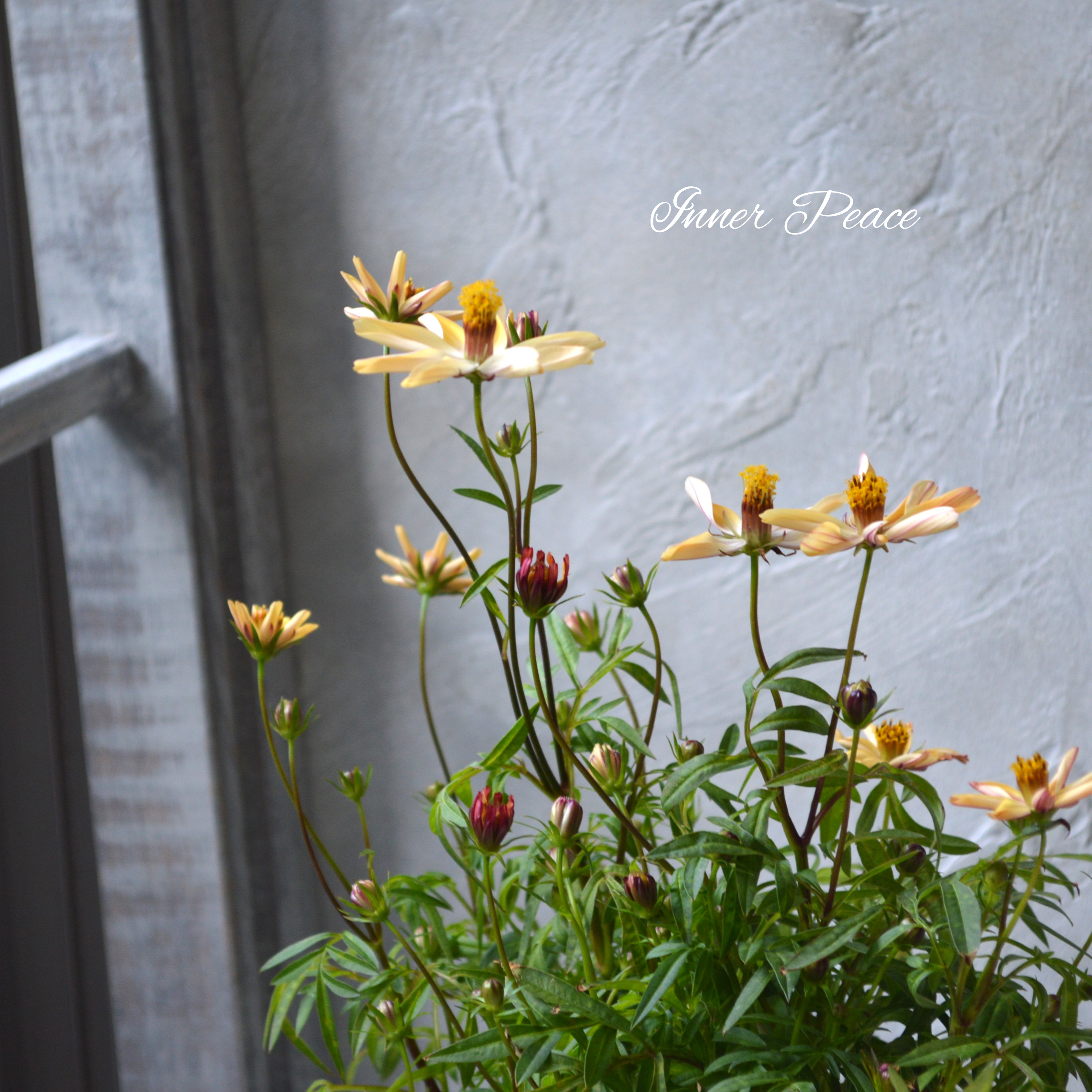 【美しい】 チョコレートコスモス・赤とんぼ 『あわゆき』 3寸ロングPOT