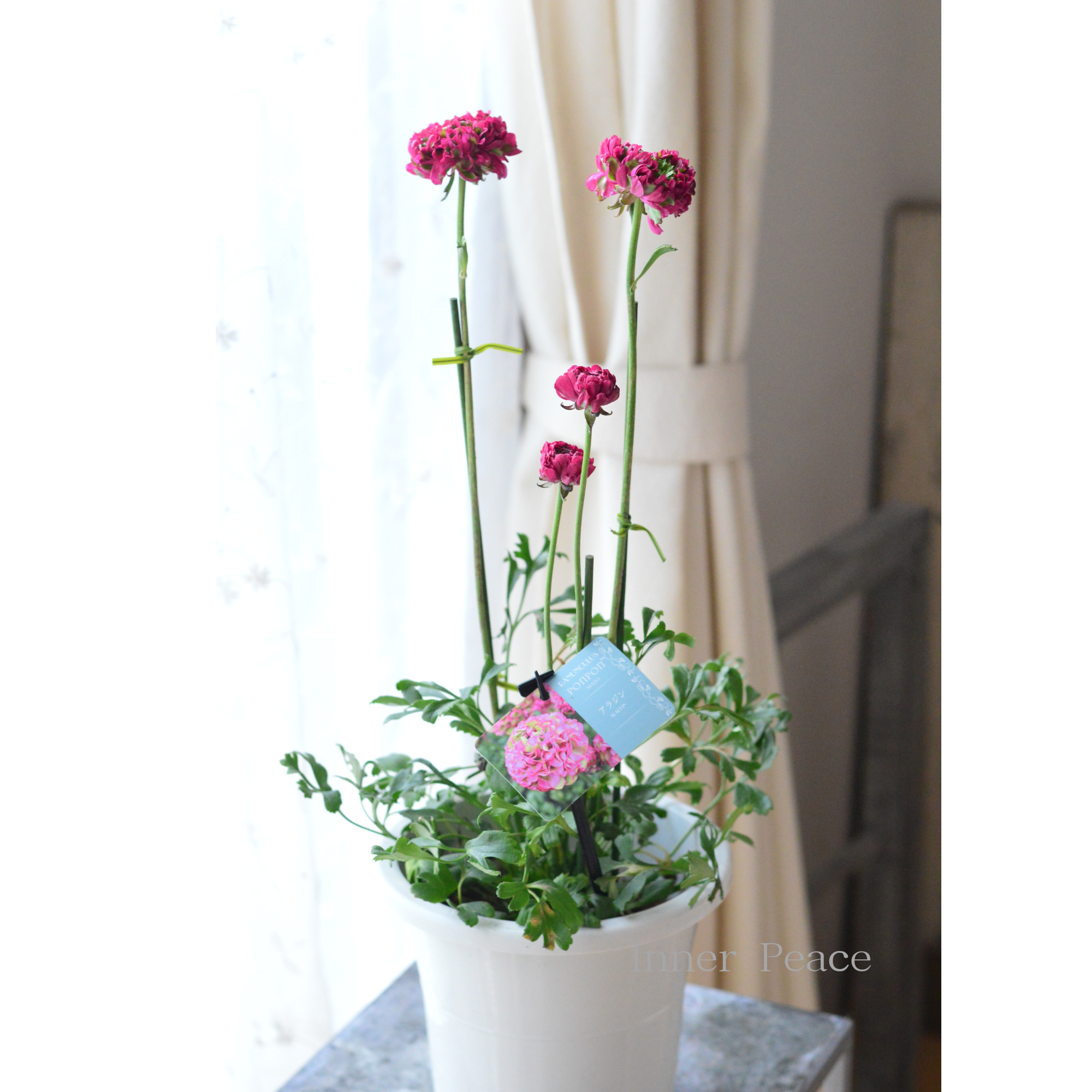 人気】 ラナンキュラス・ポンポン 『アラジン』 6号鉢