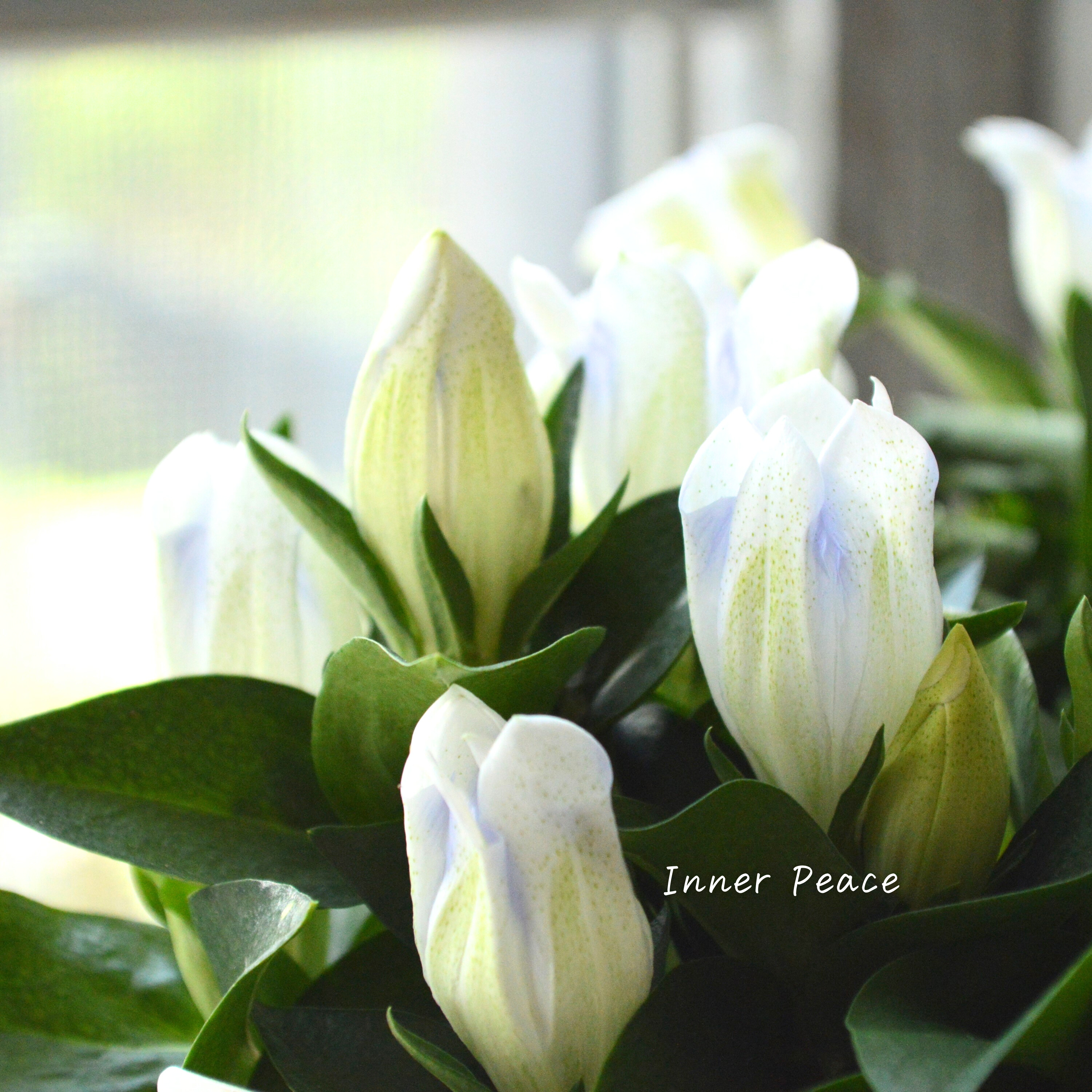 【宿根】 リンドウ 『クリスタルアシロ』 3寸POT