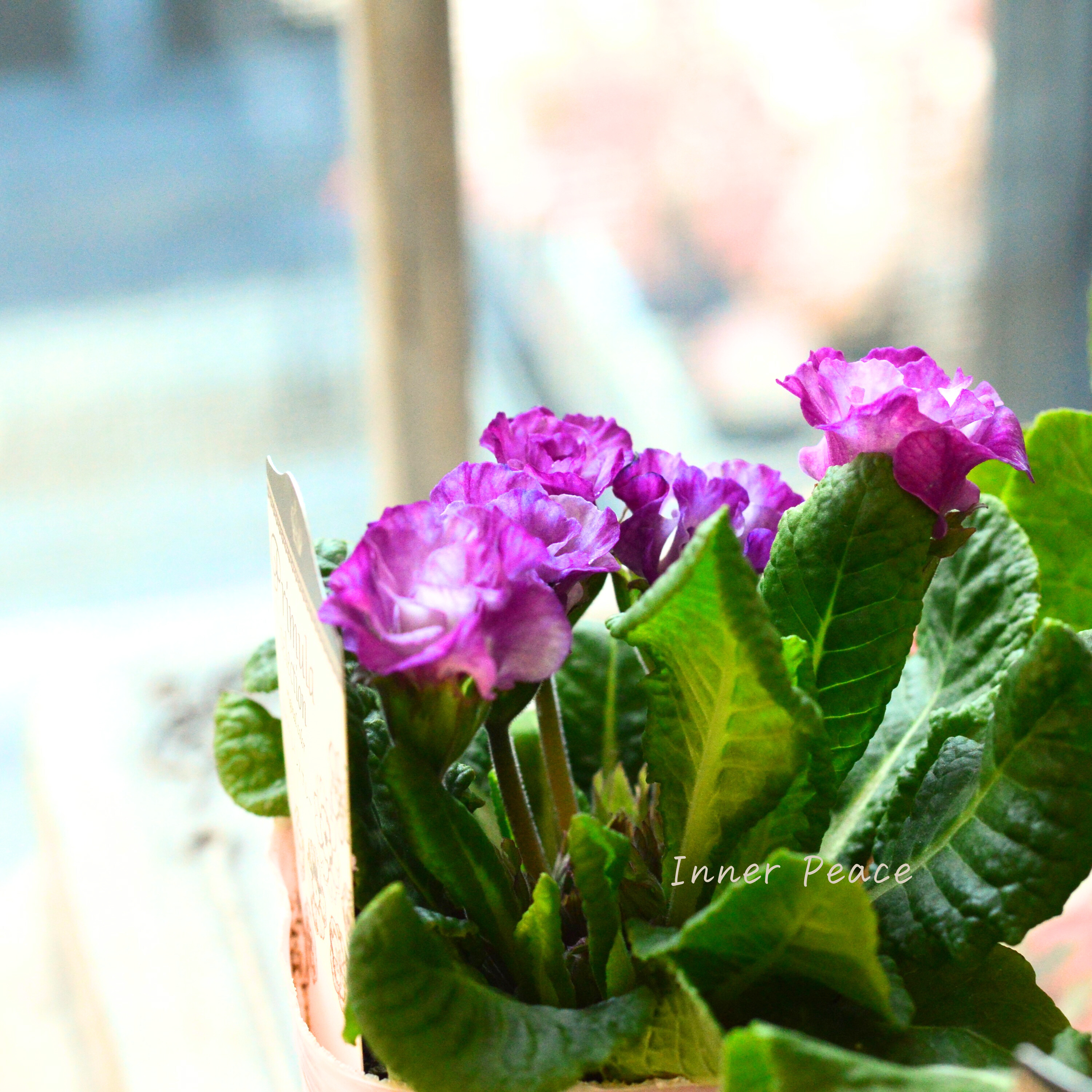 【k-plantsさん】 バラ咲き プリムラ 『カクテルドレス・ブルー』 2.5寸ロングPOT