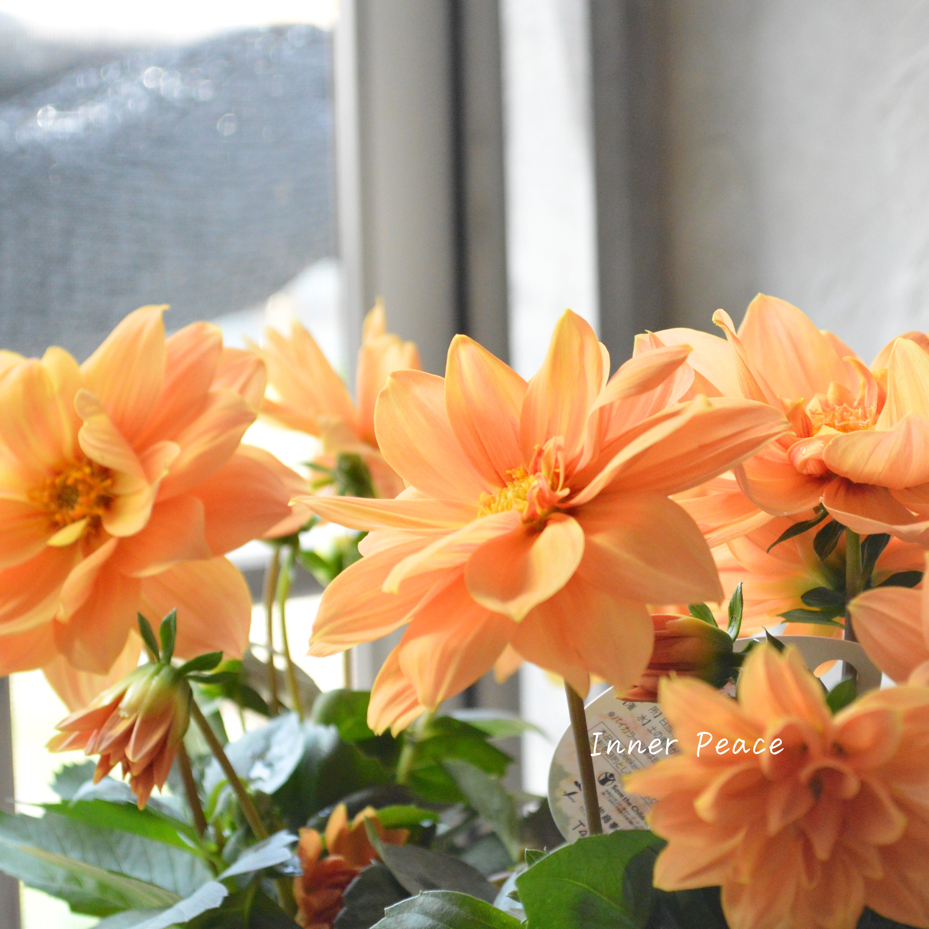 【美しい】 ダリア 『ラベラグランデ・キャラメル』 3.5寸POT