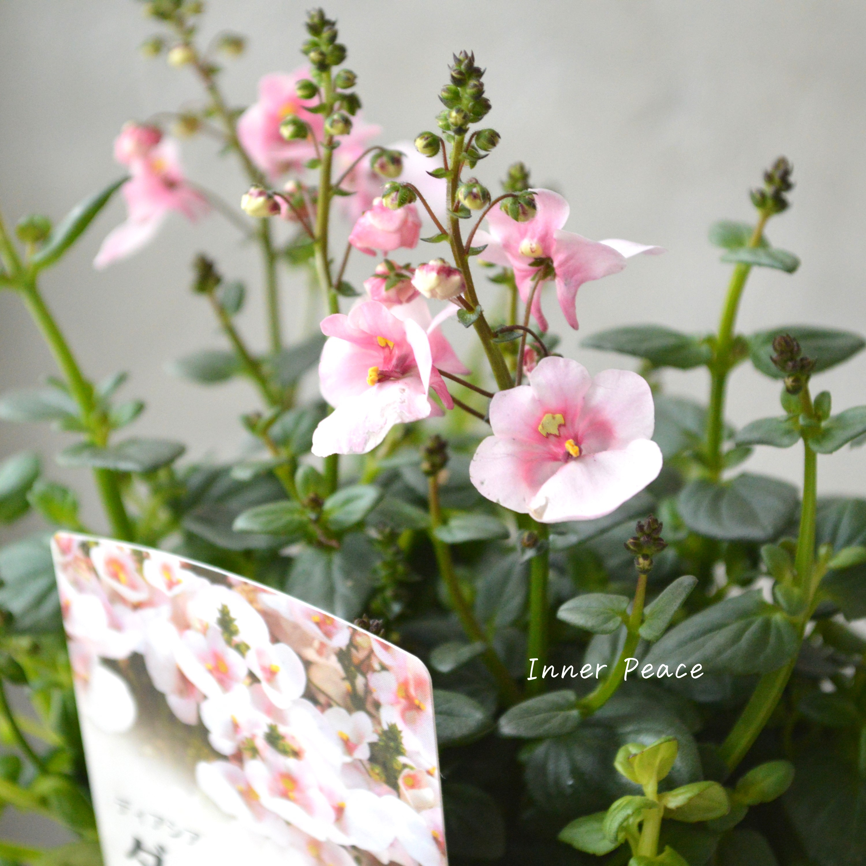 【かわいい】 ディアスシア 『ダーラ・アップルブロッサム』 3.5寸POT