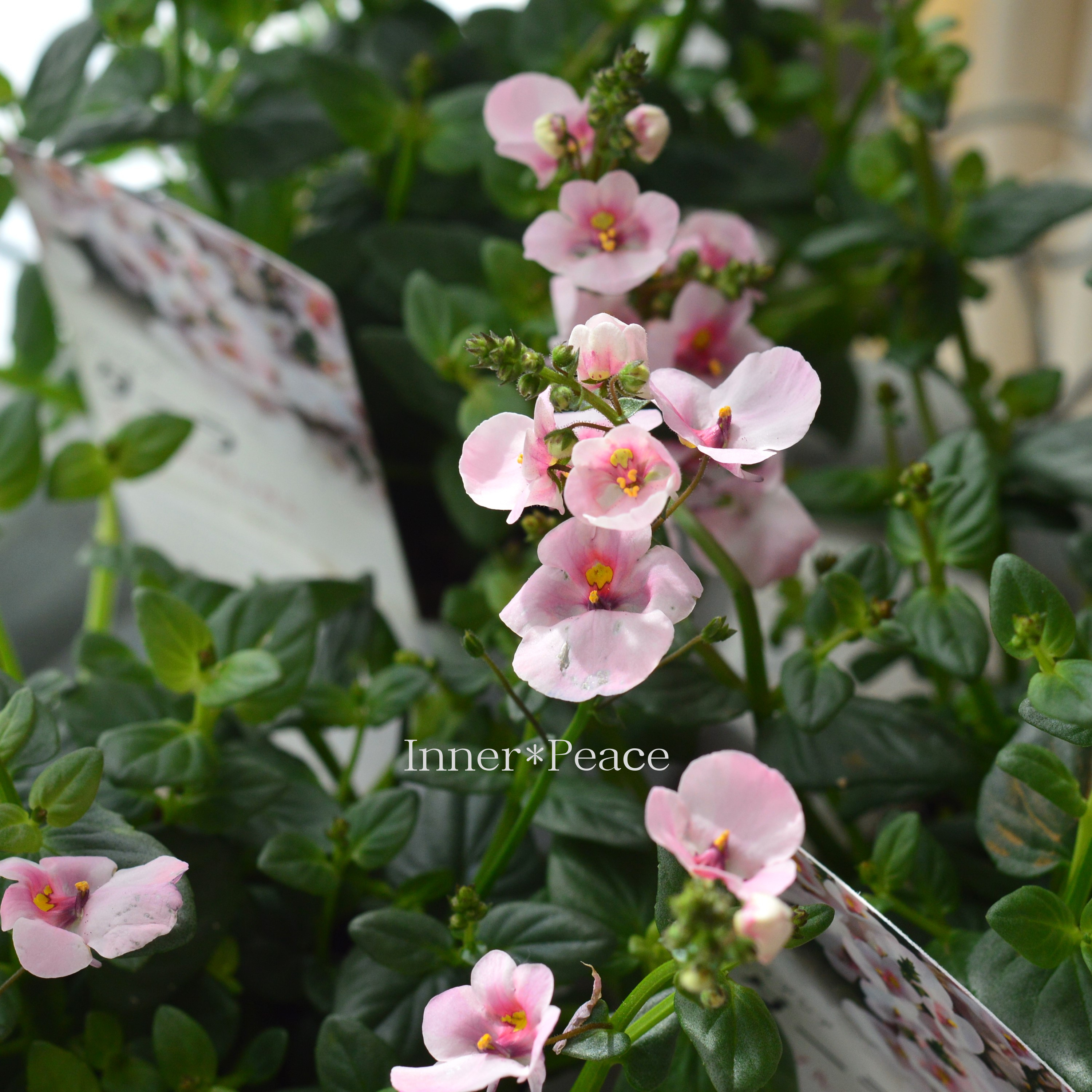 【かわいい】 ディアスシア 『ダーラ・アップルブロッサム』 3.5寸POT