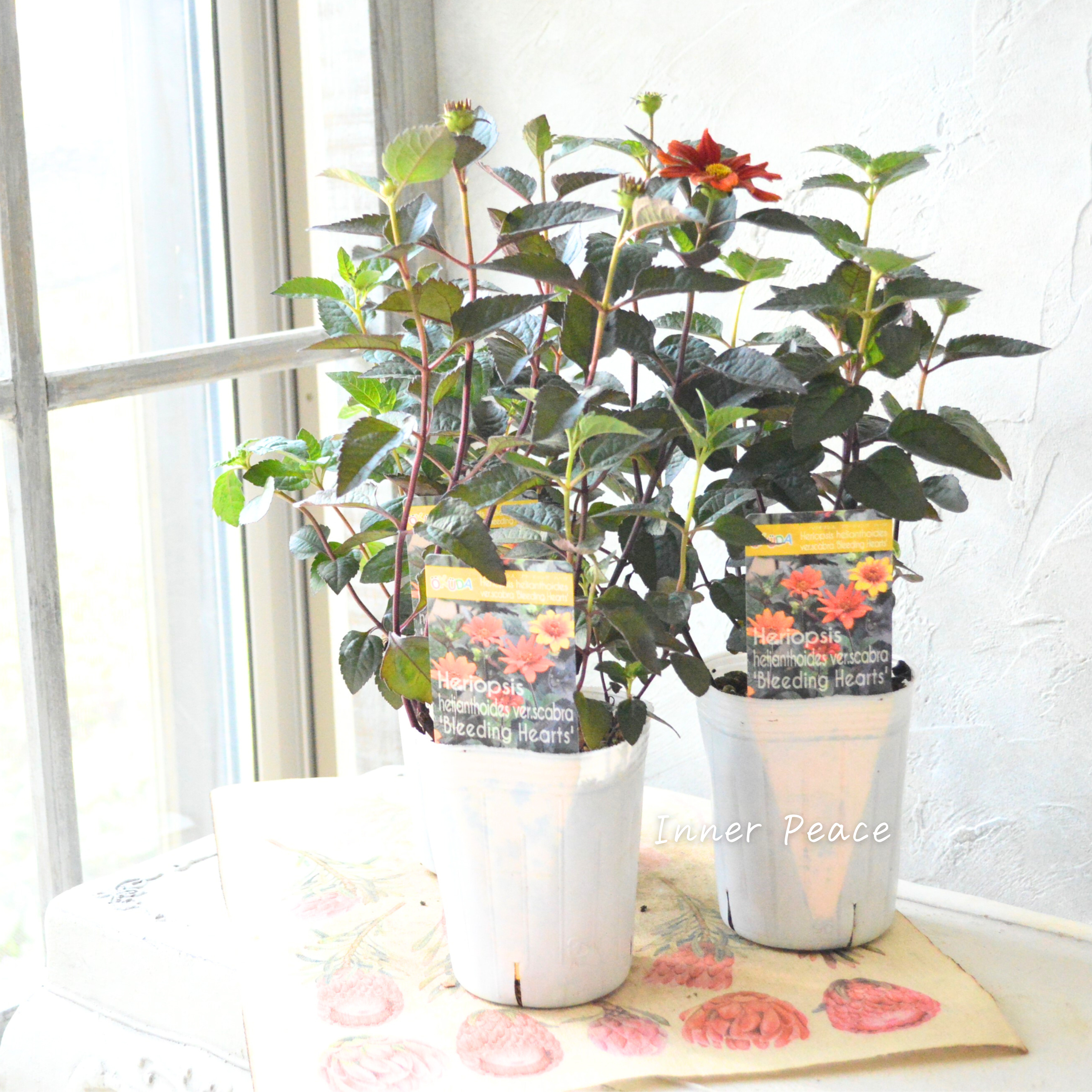 【開花期が長い】 ヘリオプシス 『ブリーディングハーツ』 3寸POT