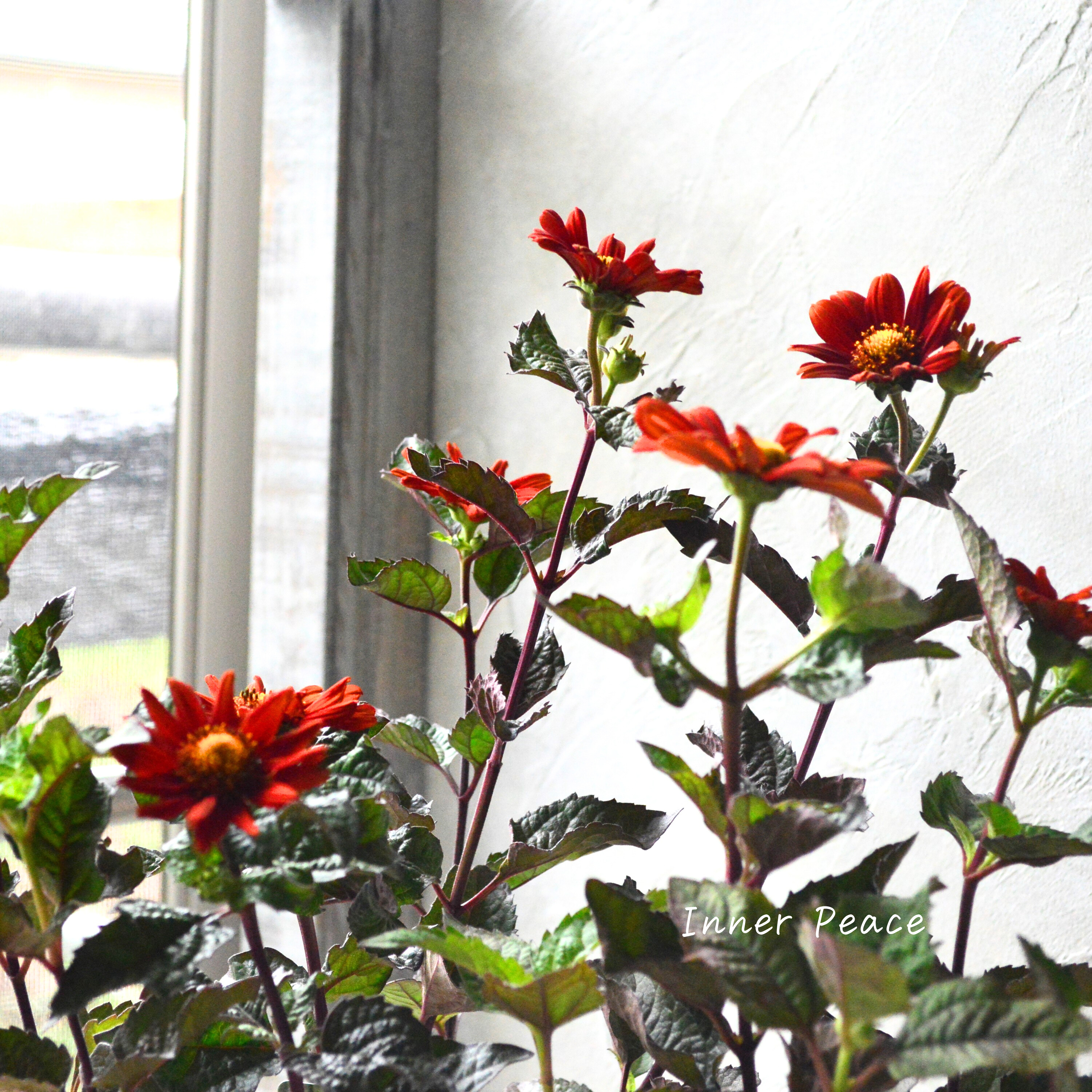 【開花期が長い】 ヘリオプシス 『ブリーディングハーツ』 3寸POT