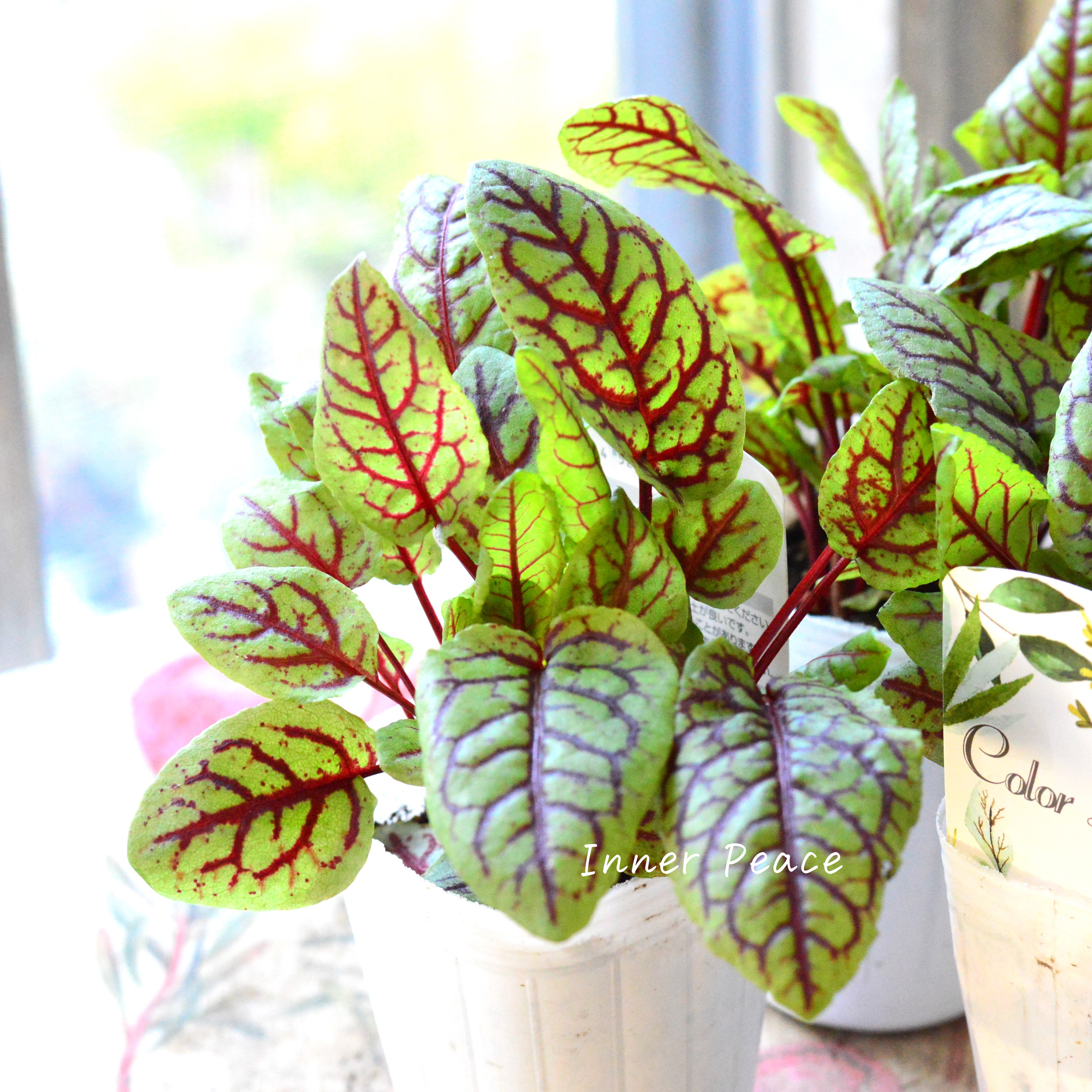 【寒さに強い】 ルメックス 『ブラッディドック』 2.5寸ロングPOT