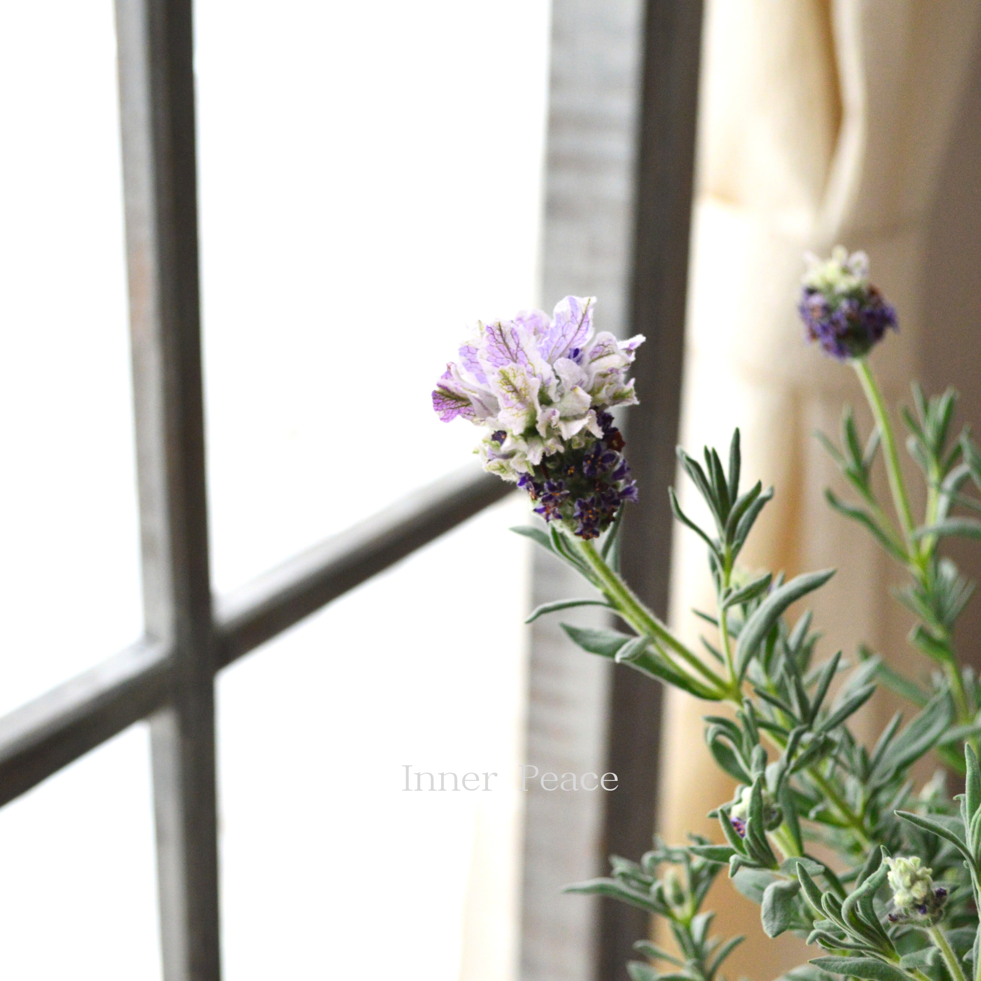 【小林花卉さん】 フレンチラベンダー 『マグナムスターパープル』 5号鉢