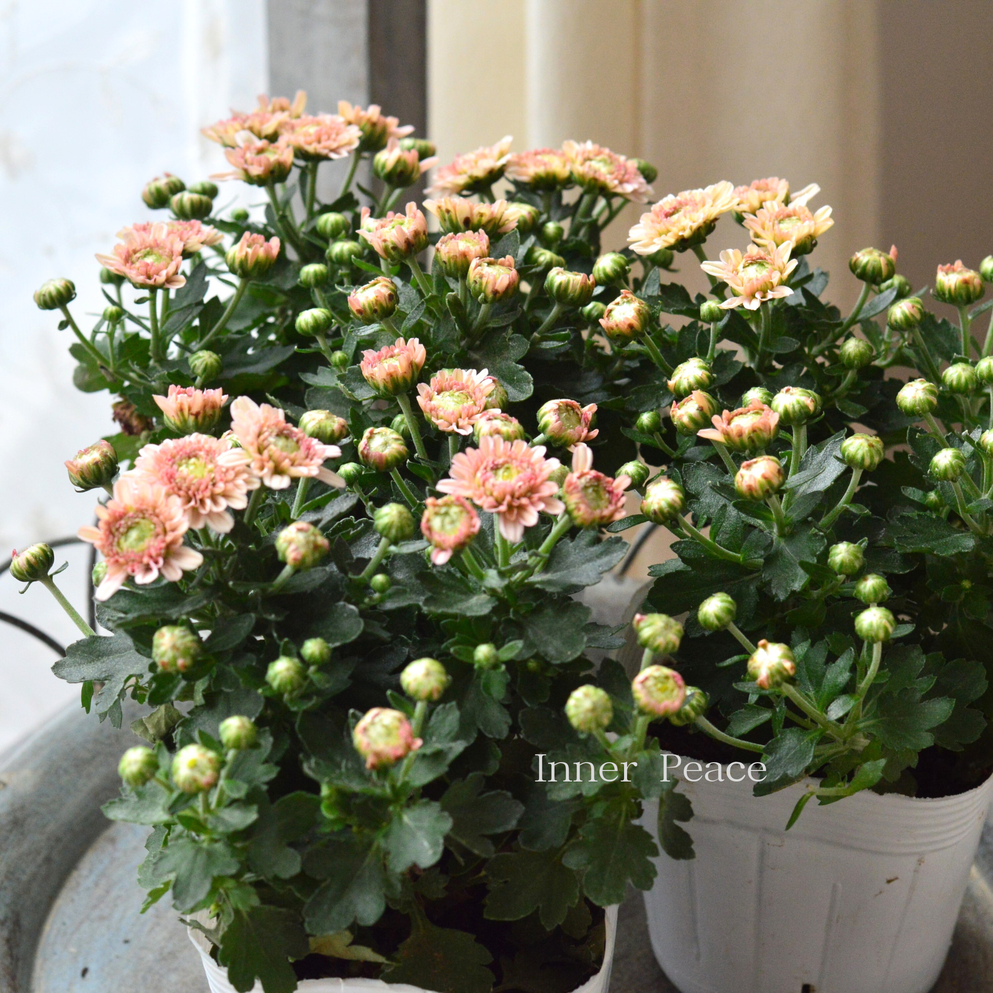 【アンティーク】 クリサンセマム・アラモード 『アプリコット』 3.5号POT