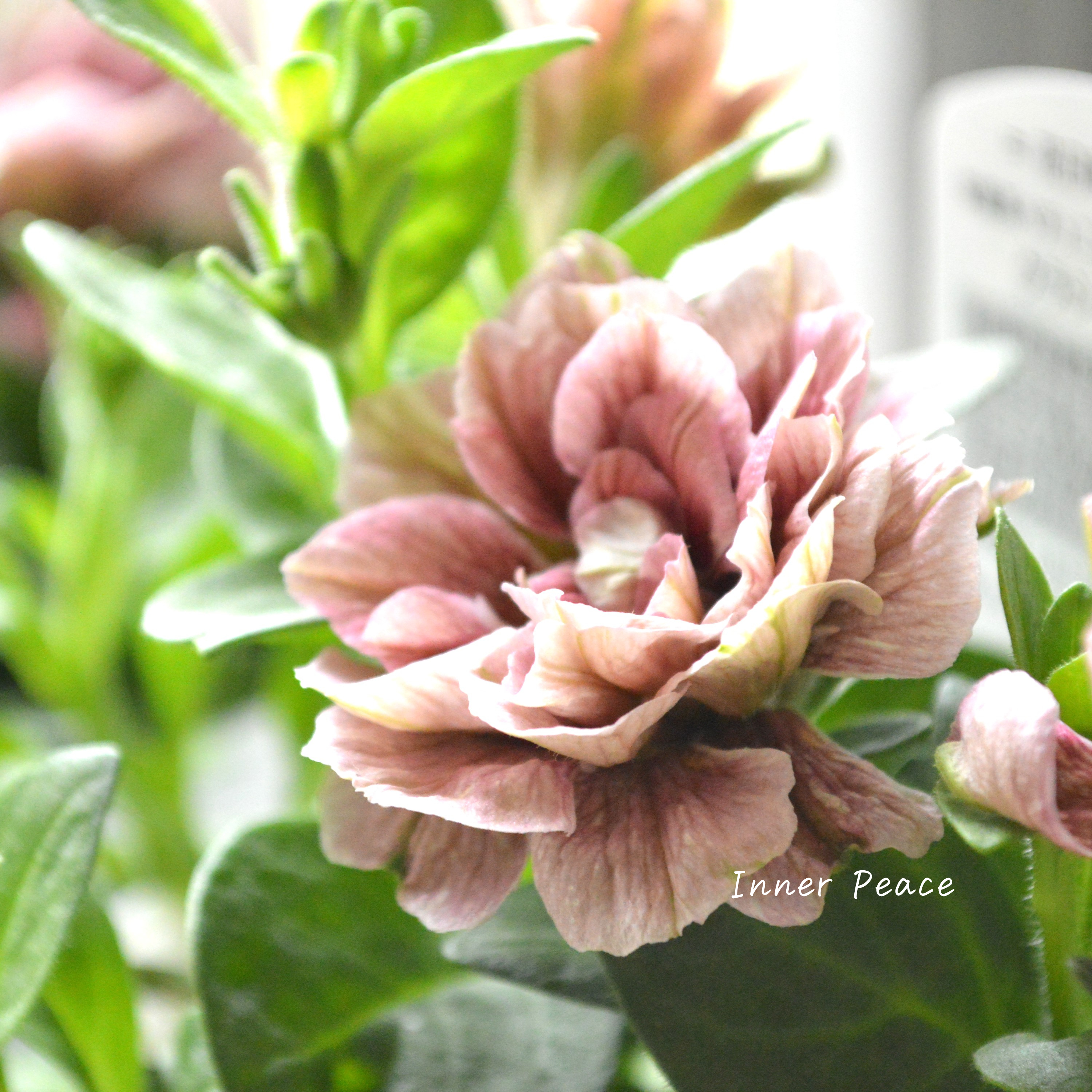 【花日和さんオリジナル】 ペチュニア 『ホイップマカロン・クラシカルチェリー』 3寸ロングPOT