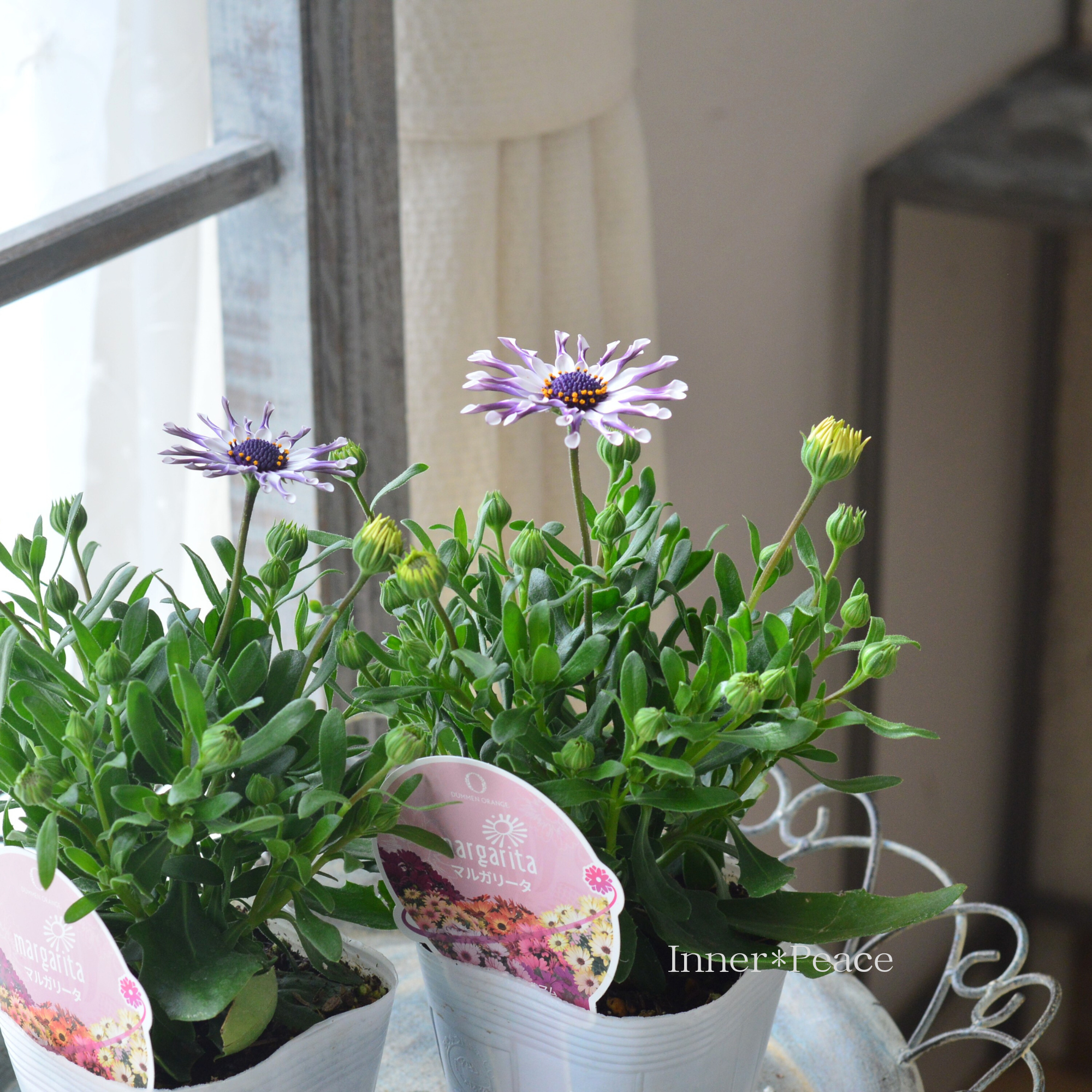 【スプーン咲き】 オステオスペルマム 『マルガリータ・ホワイト系』 3.5寸POT