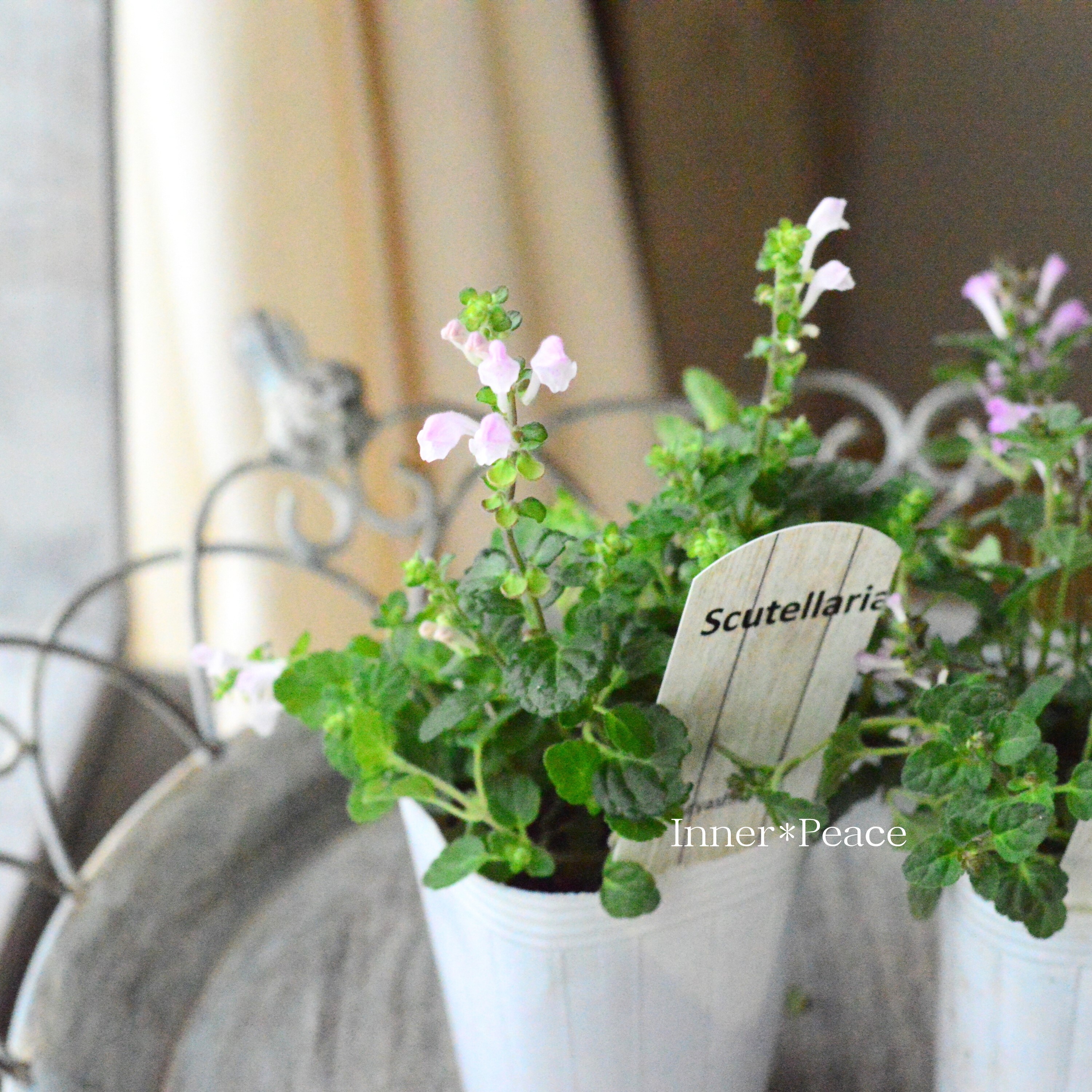 【美しい】 スクテラリア(タツナミソウ) 『ピンク』 2.5寸POT