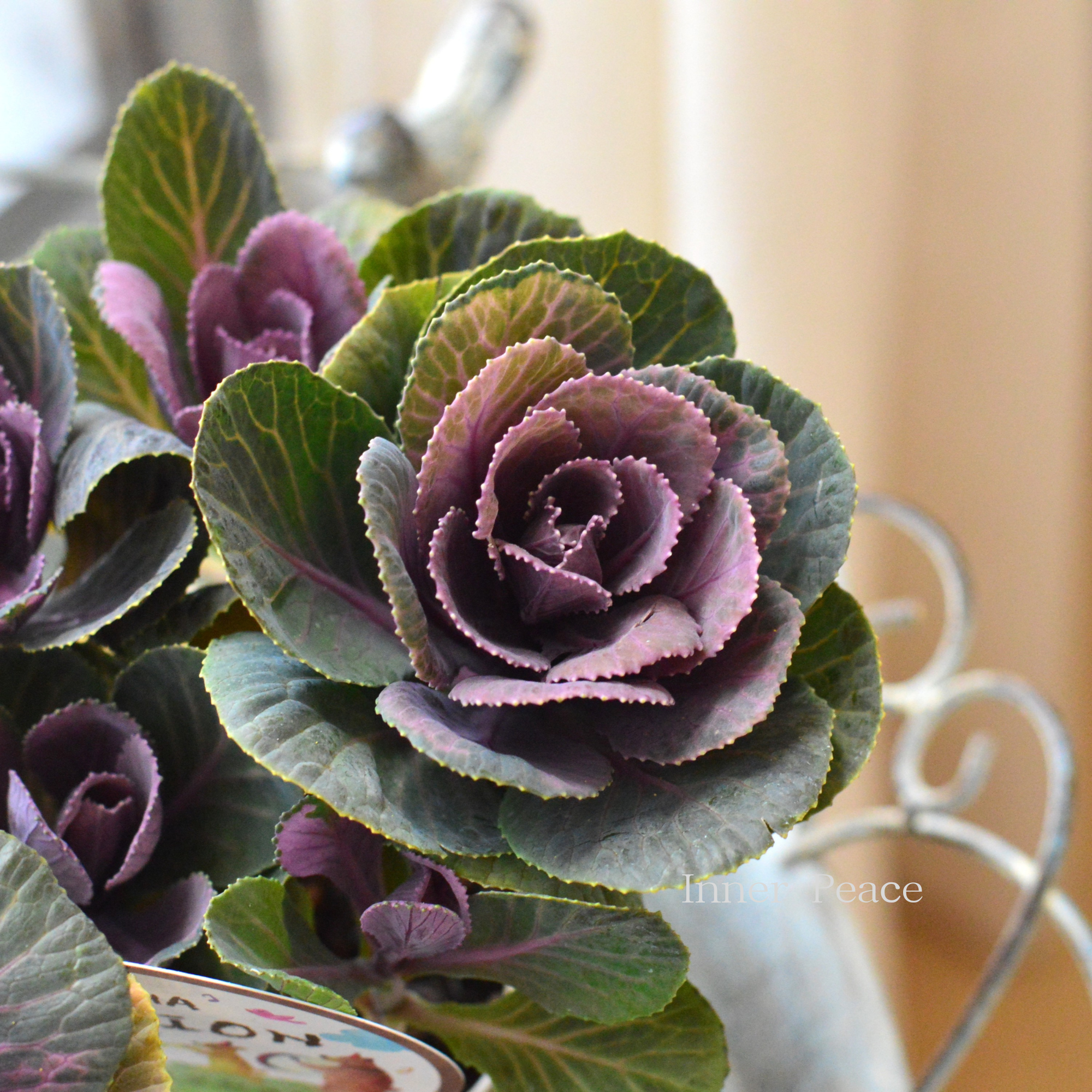 【アンティーク】 葉牡丹 『萌花セッション・丸葉』 3寸POT