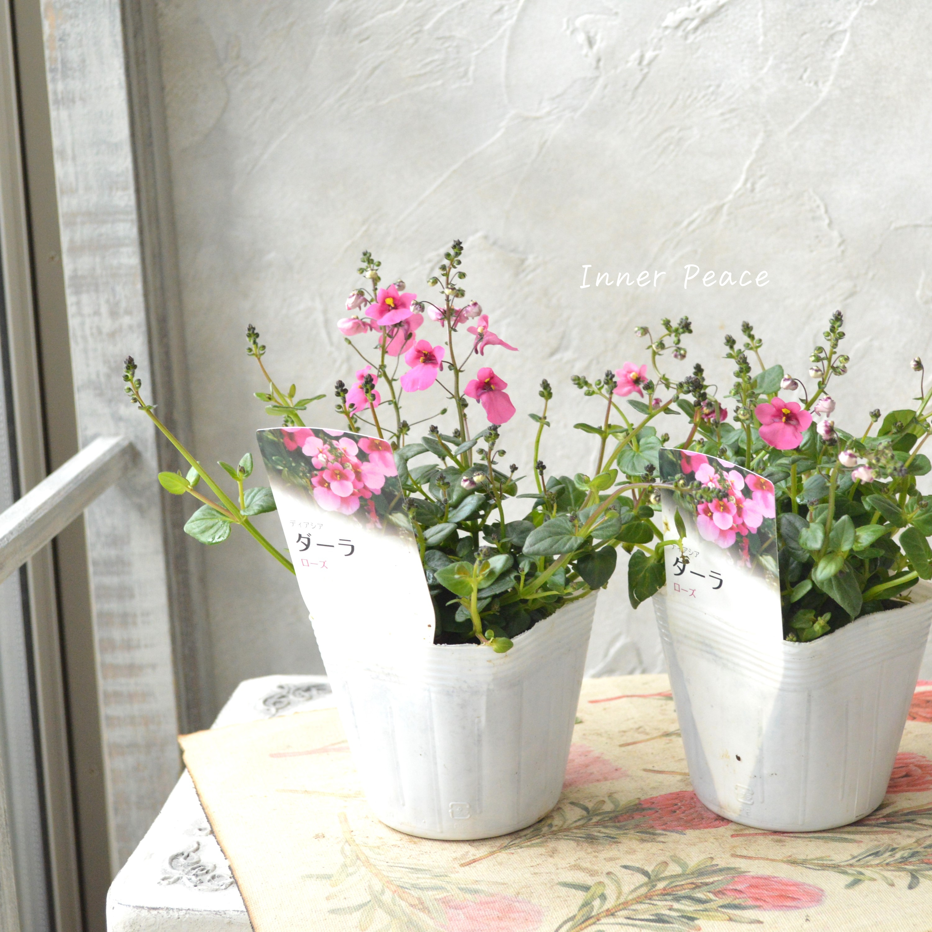 【かわいい】 ディアスシア 『ローズ』 3.5寸POT