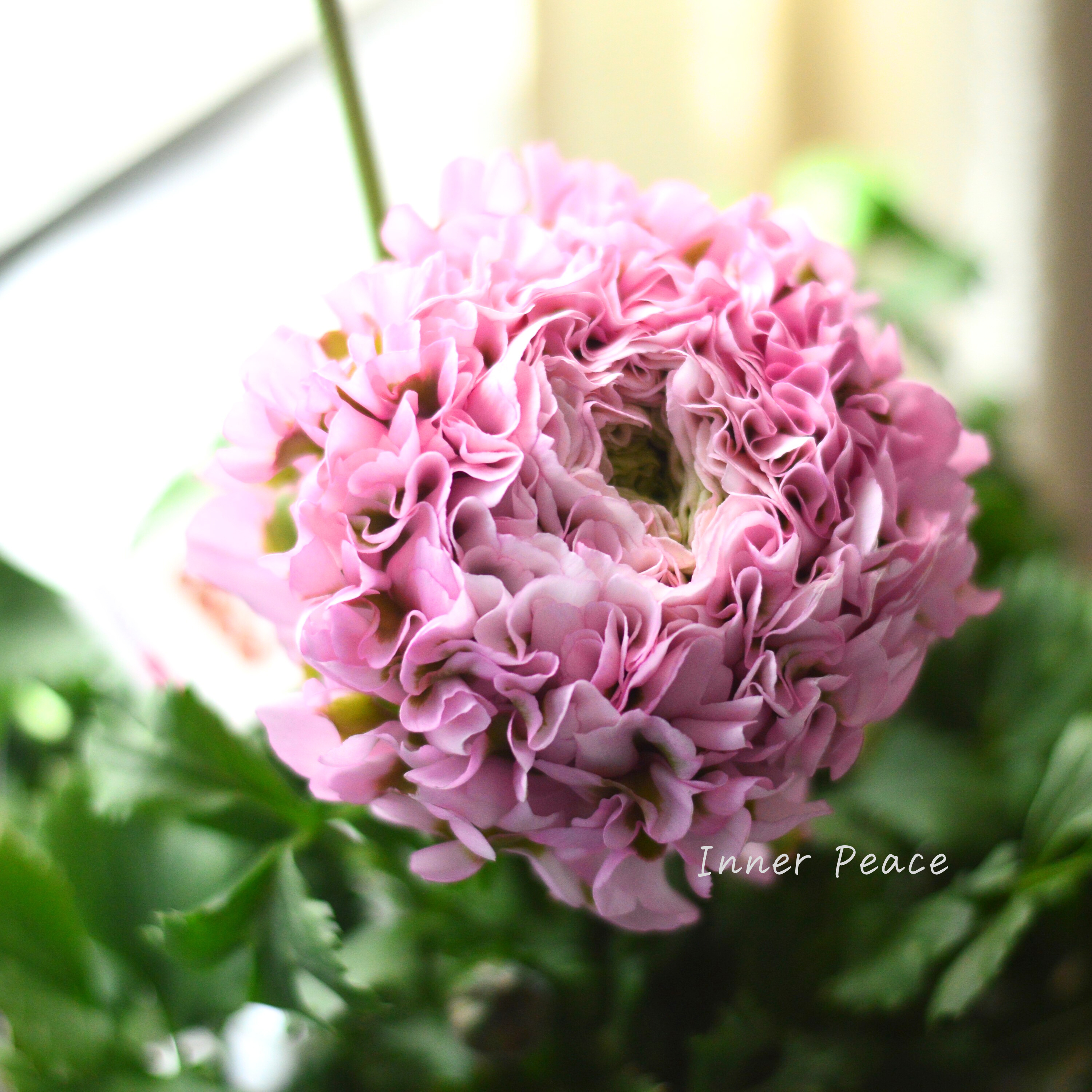 【希少】 ラナンキュラス・ポンポン 『ハーマイオニー』 5号鉢