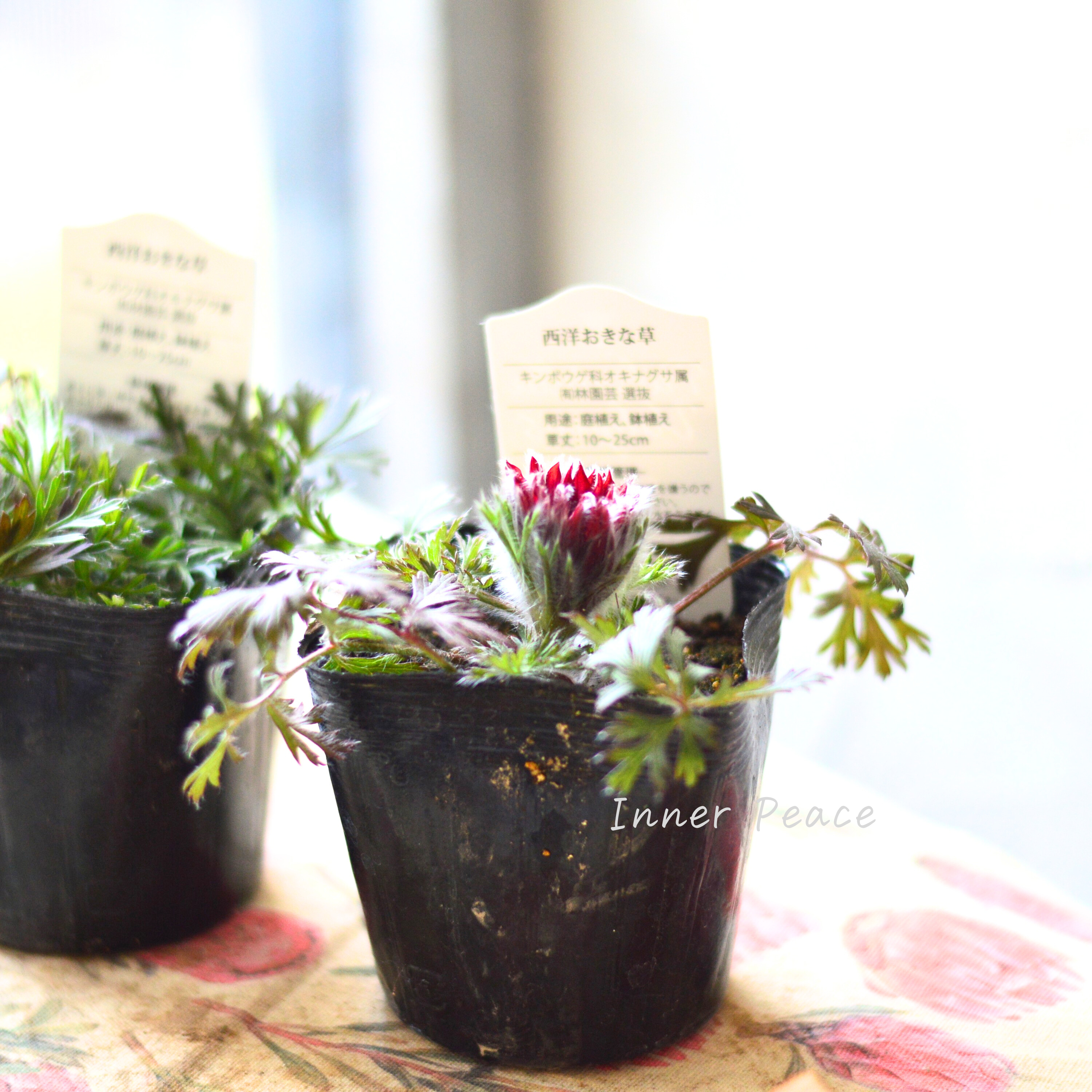 【美しい】 西洋オキナグサ 『プルサティラ ブルガリス・レッド』 3.5寸POT