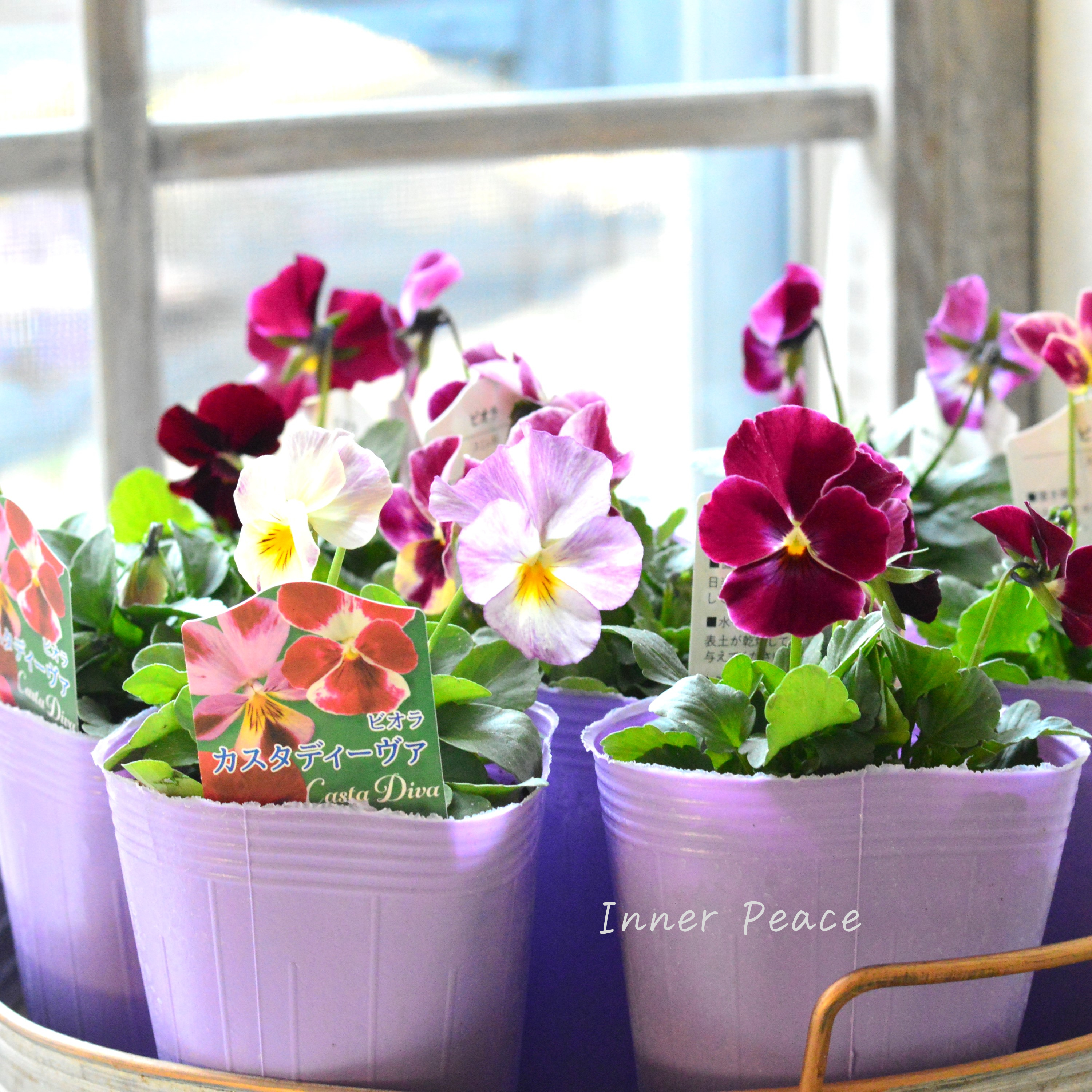 【花夢園芸さん】 ビオラ 『カスタディーヴァ』 3寸ロングPOT