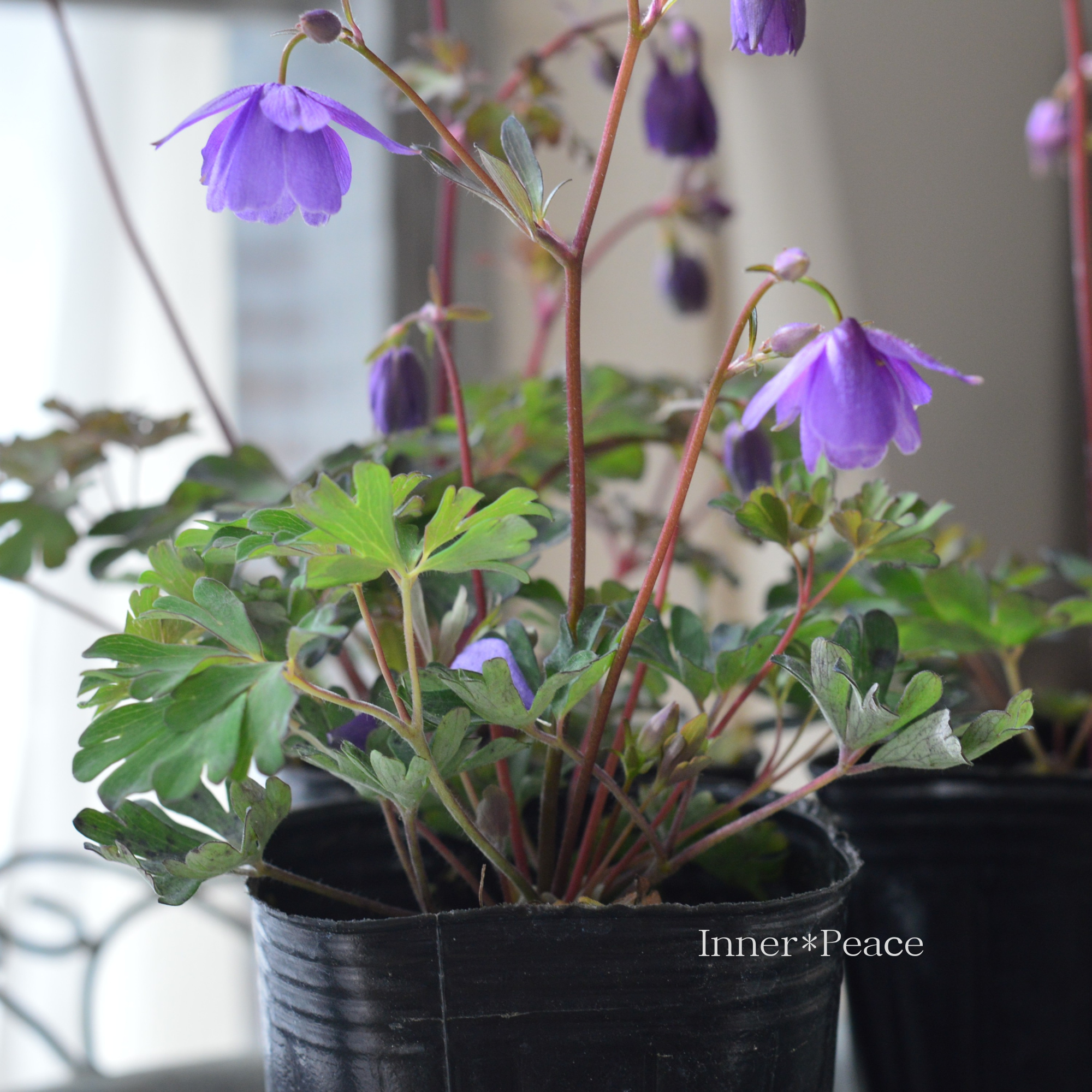 風鈴オダマキ 『パープル系』 3寸POT