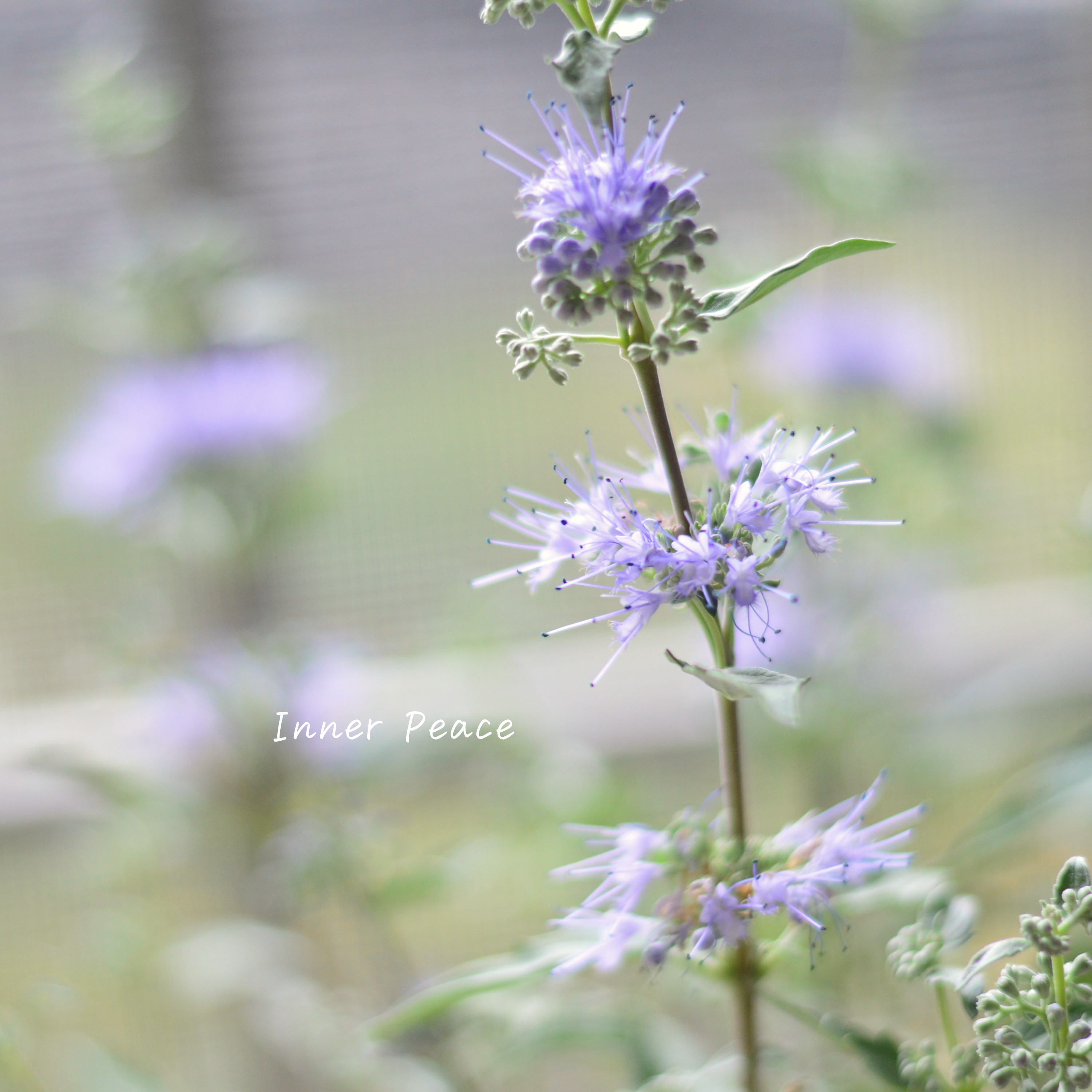 【宿根】 カリオプテリス 『スターリングシルバー』 3寸POT