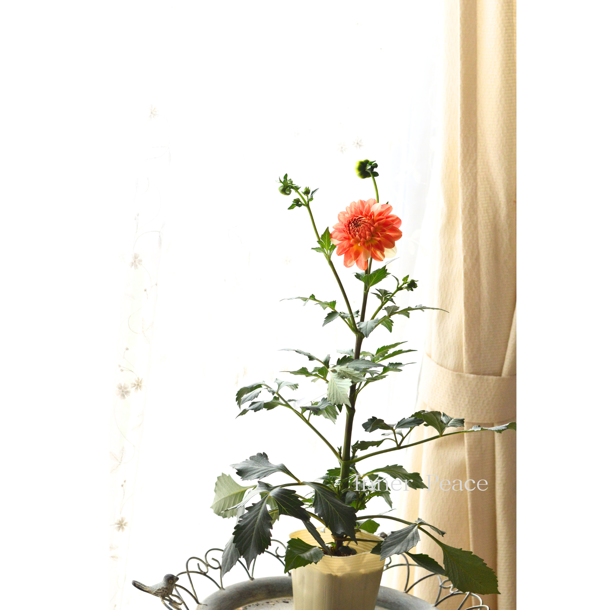 【美しい】ダリア 『ルル・オレンジ系』 3.5寸ロングPOT