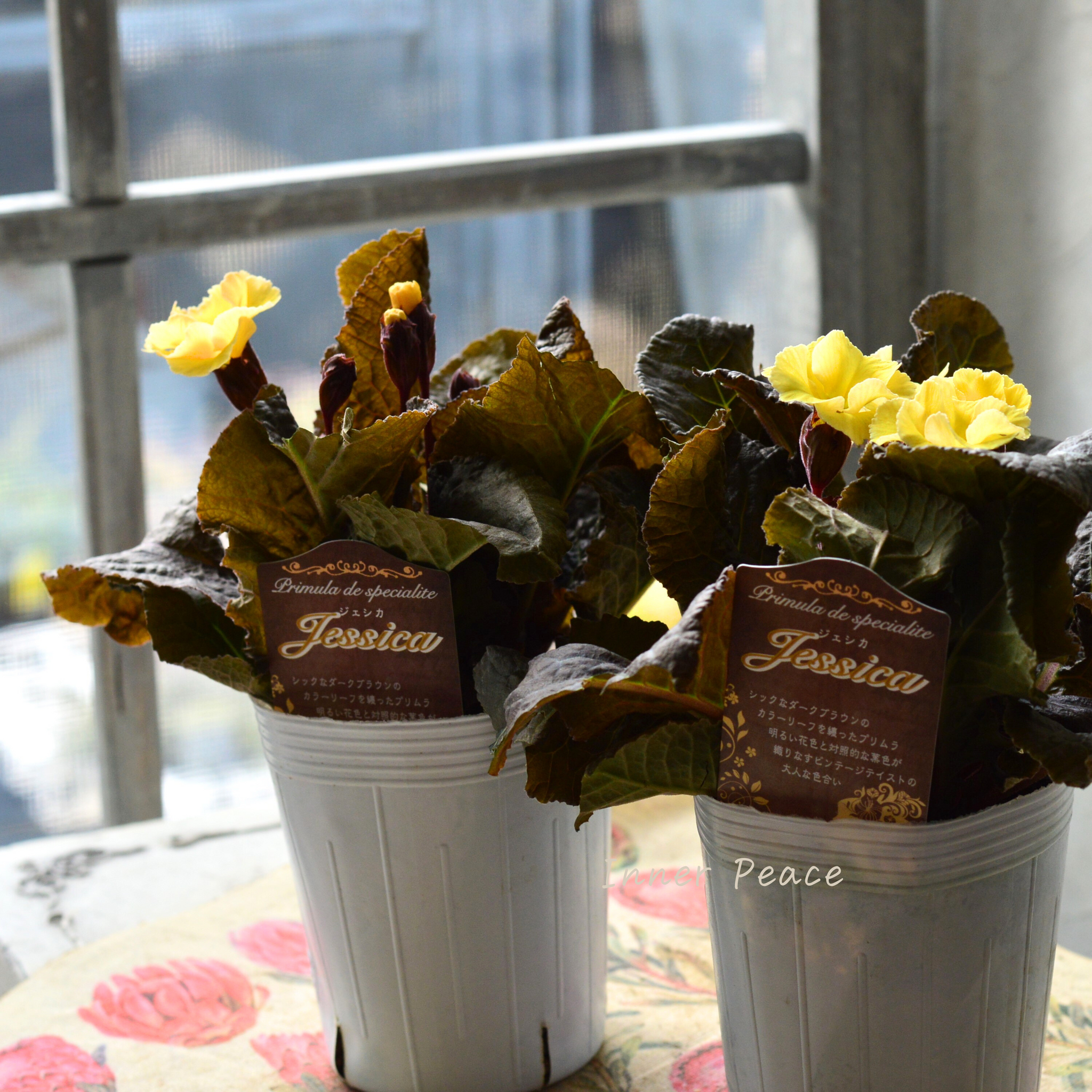 d4c9a6c4f7e29c5970b7b4e4d25a86