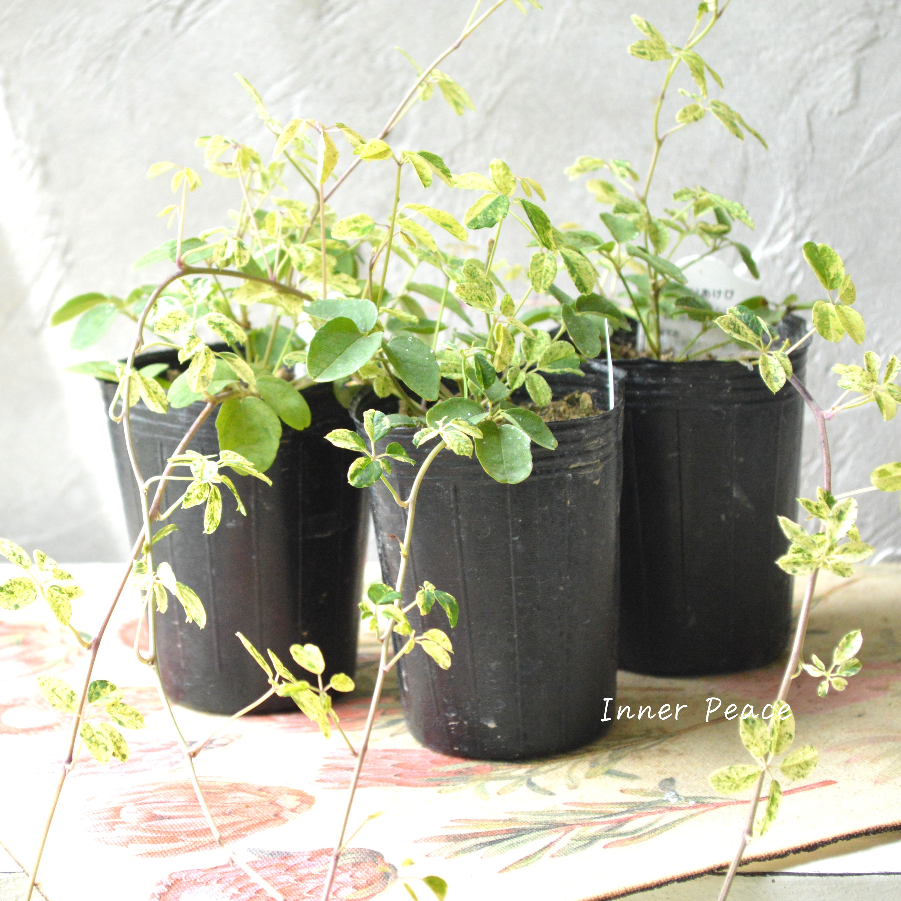 【斑入り】 五葉アケビ 2.5寸POT