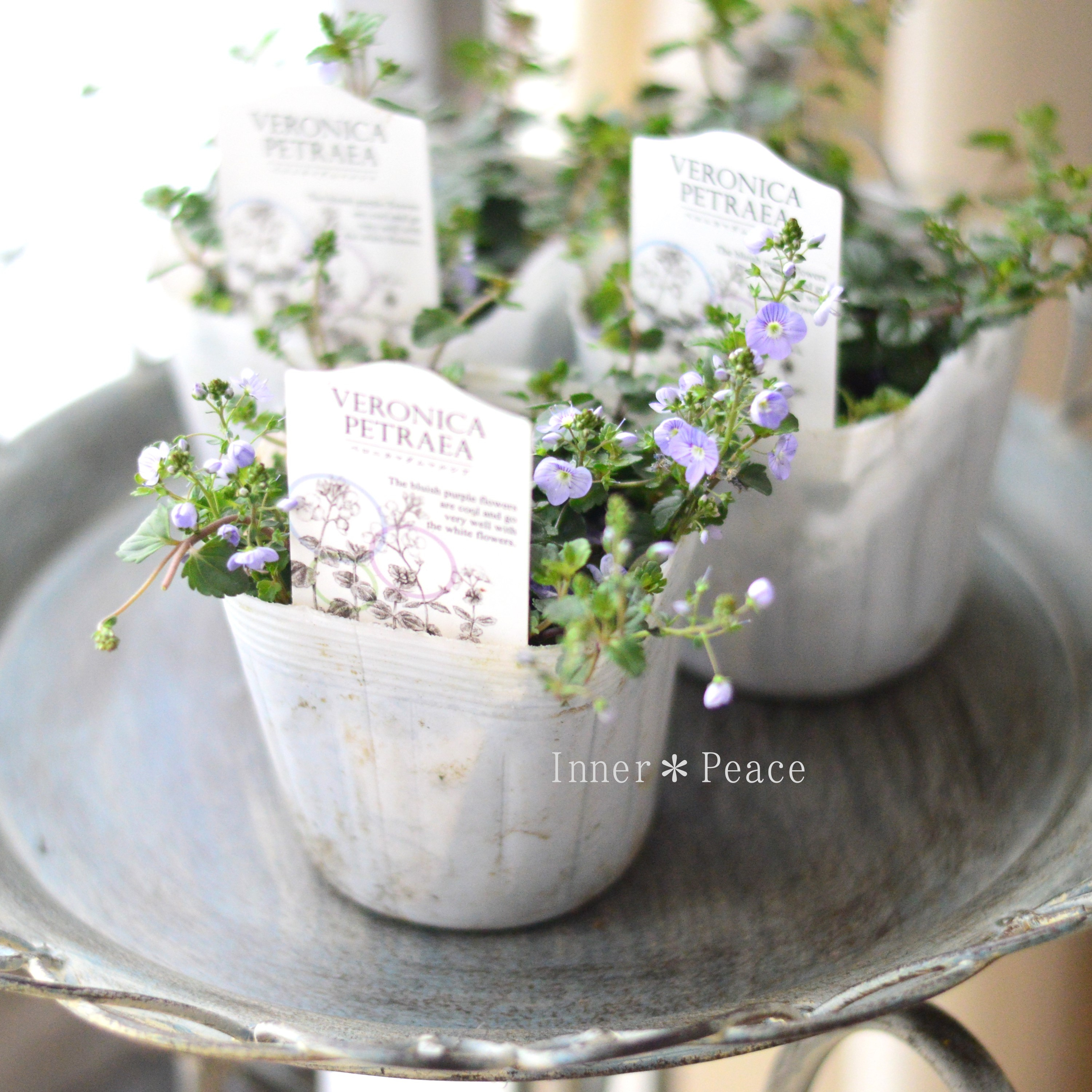 【美しい】 ベロニカ 『マダムマルシア』 3.5寸POT