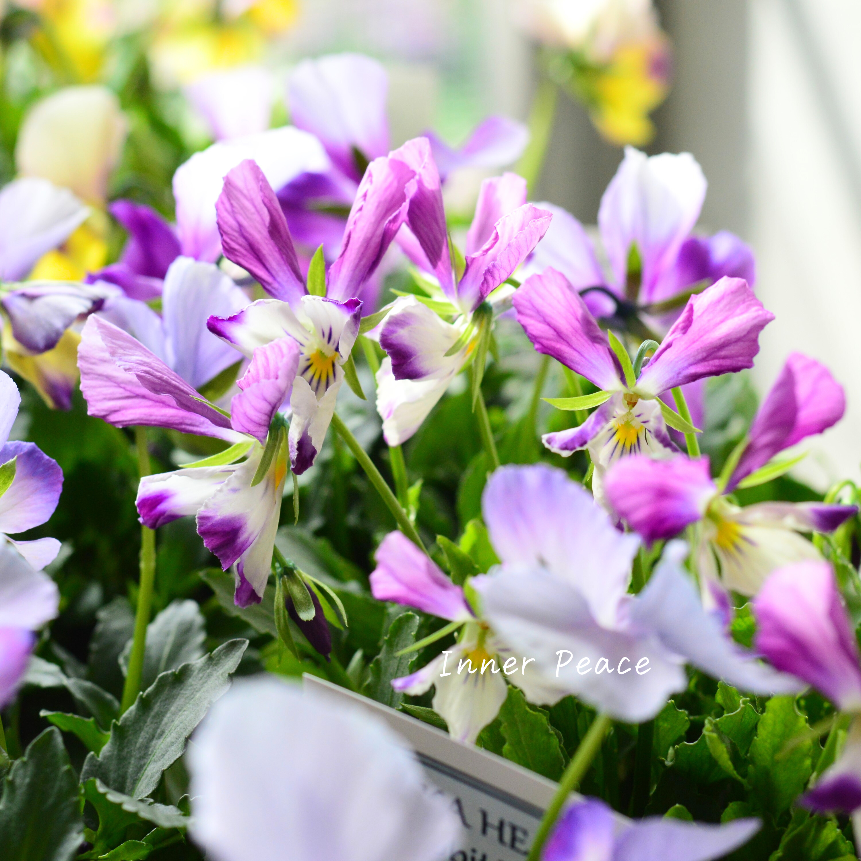 【美しい】 ビオラ ロカハーツ 『ラビットウイングス』 3.5寸POT