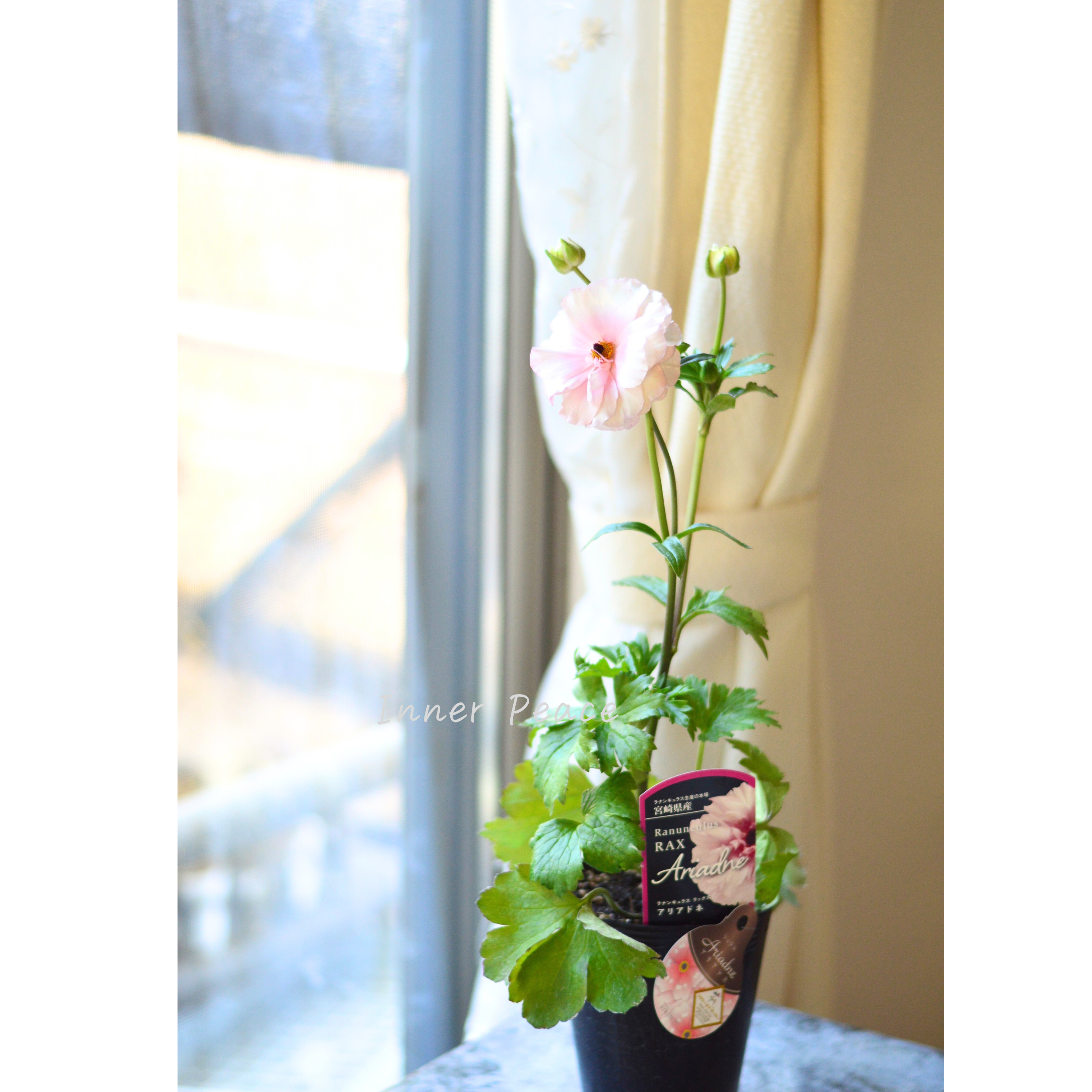 【美しい】ラナンキュラス・ラックス 『アリアドネ』 4寸POT