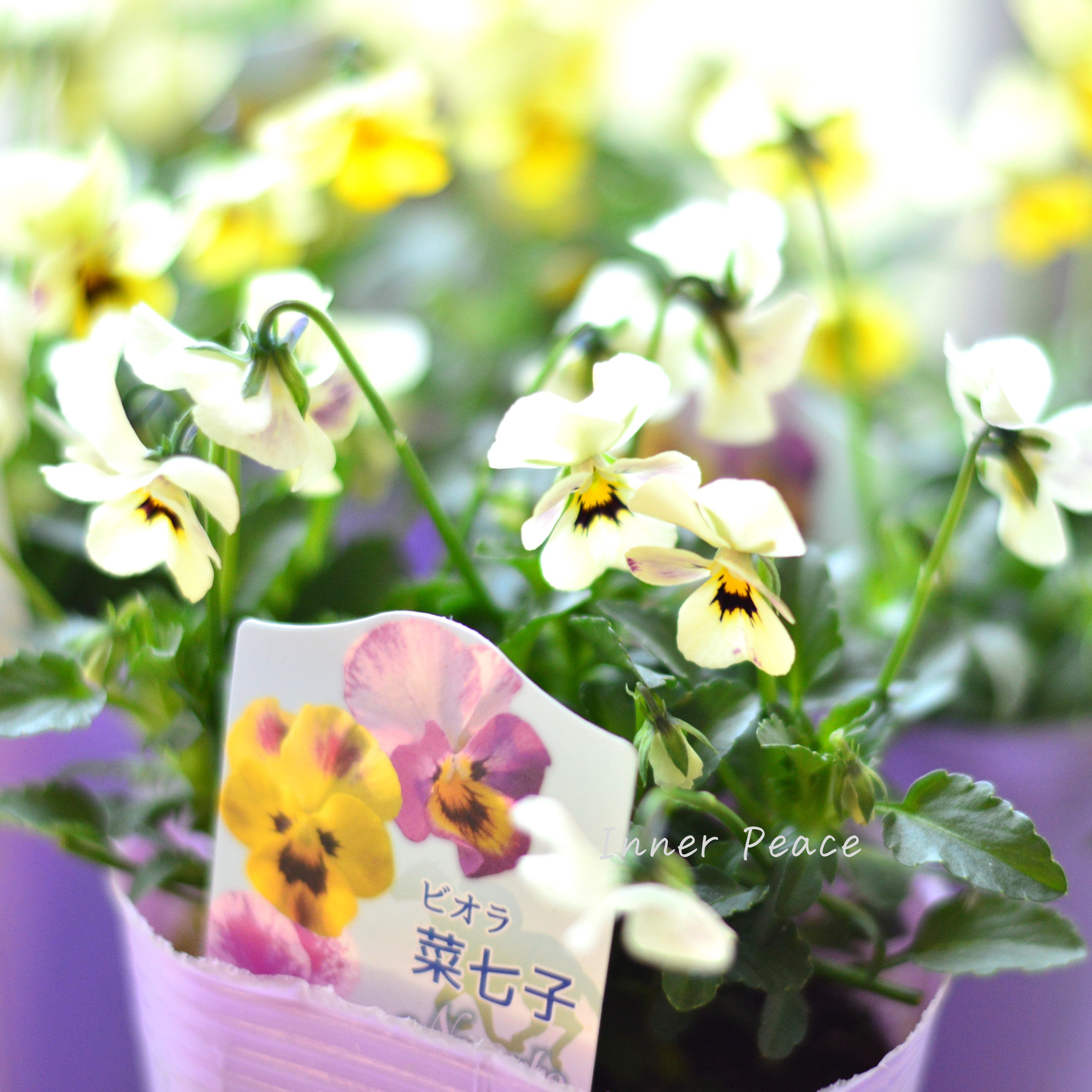【花夢園芸さん】 ビオラ 『菜七子・Bタイプ』 3寸ロングPOT