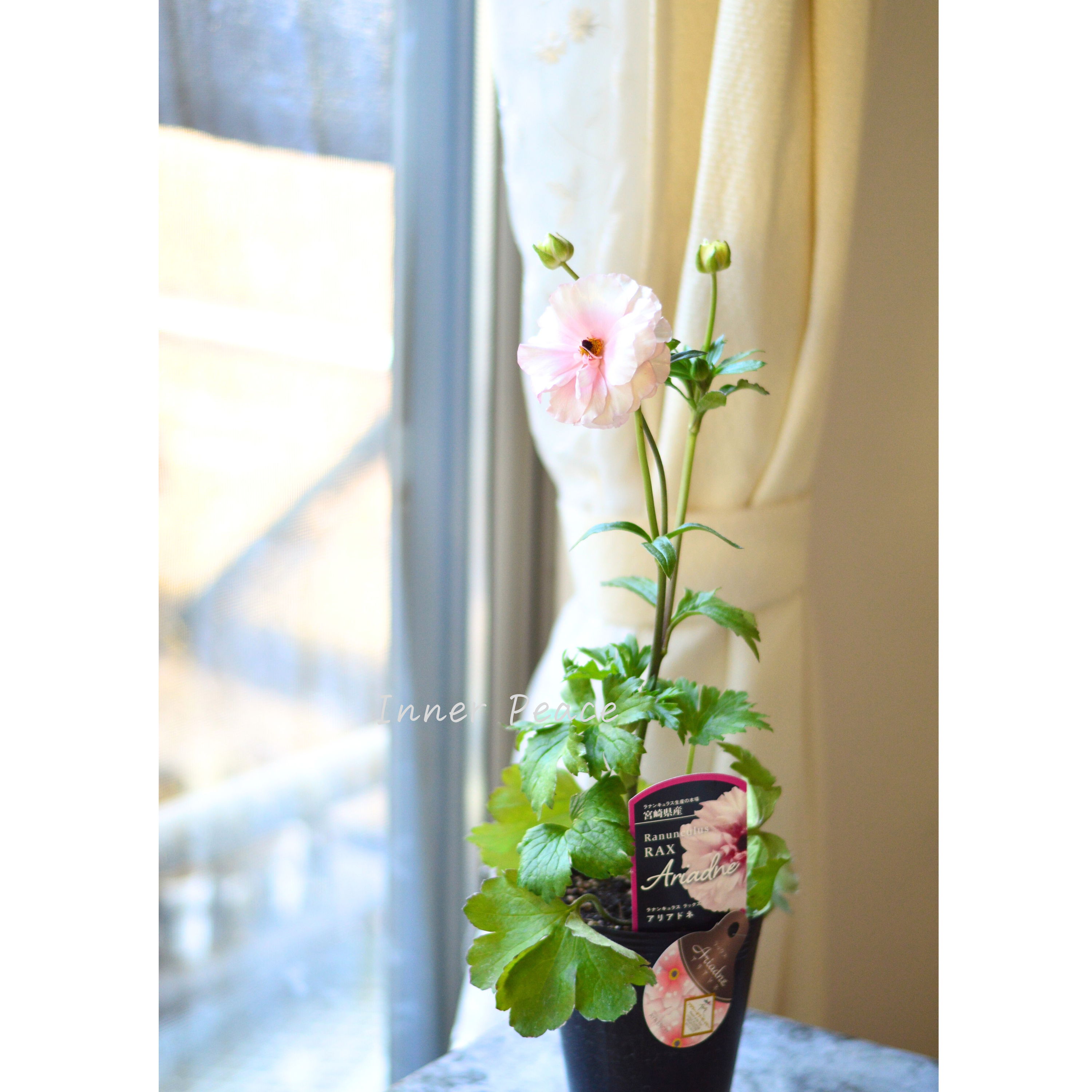【美しい】ラナンキュラス・ラックス 『アリアドネ』 4寸POT